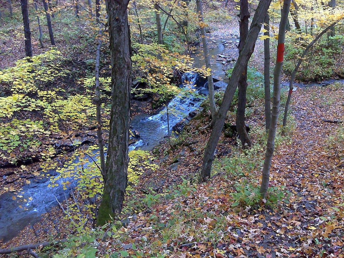 A stream flows through an autumn forest with yellow leaves and a red tree marker.