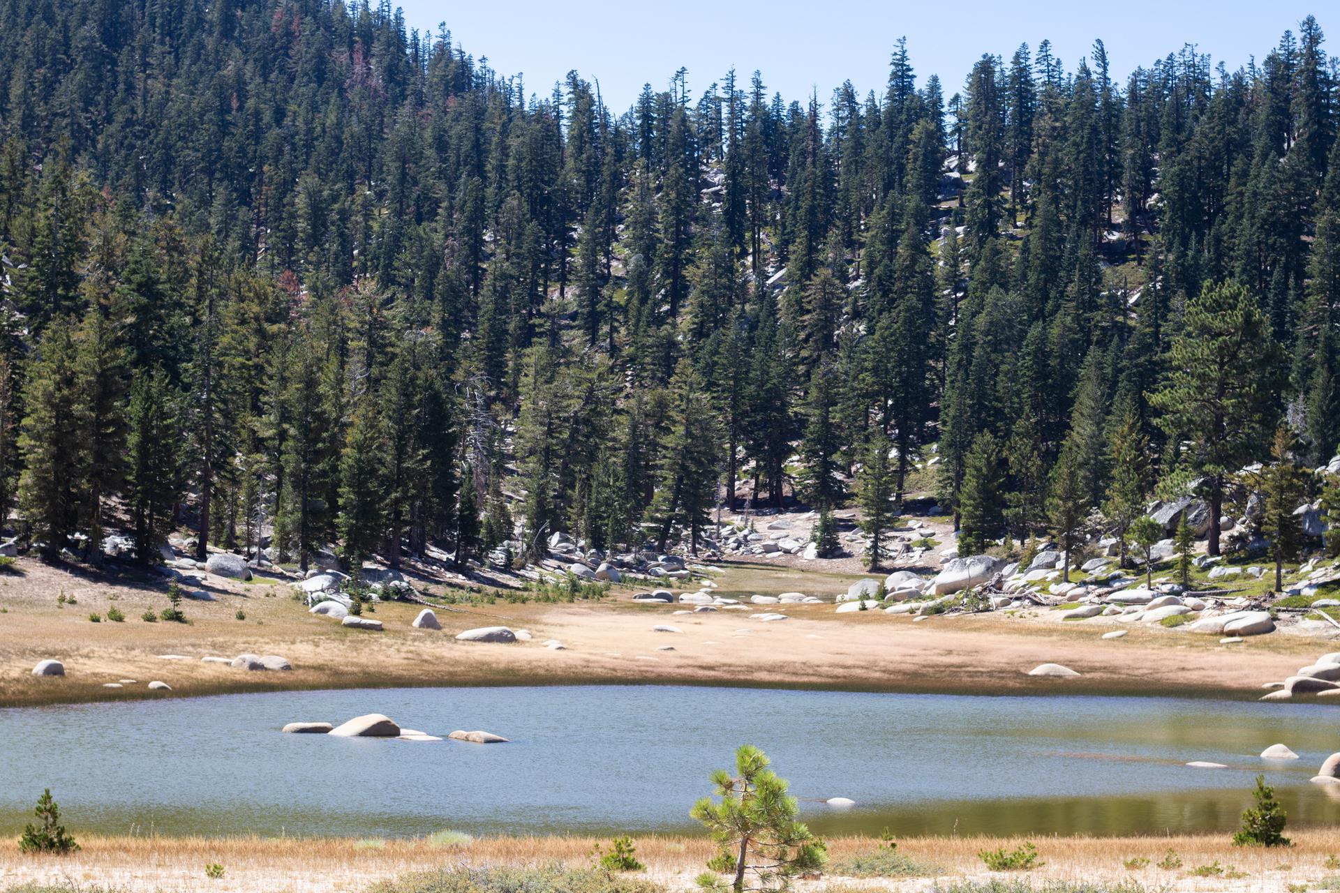 Small calm lake in a meadow, surrounded by a dense pine forest.