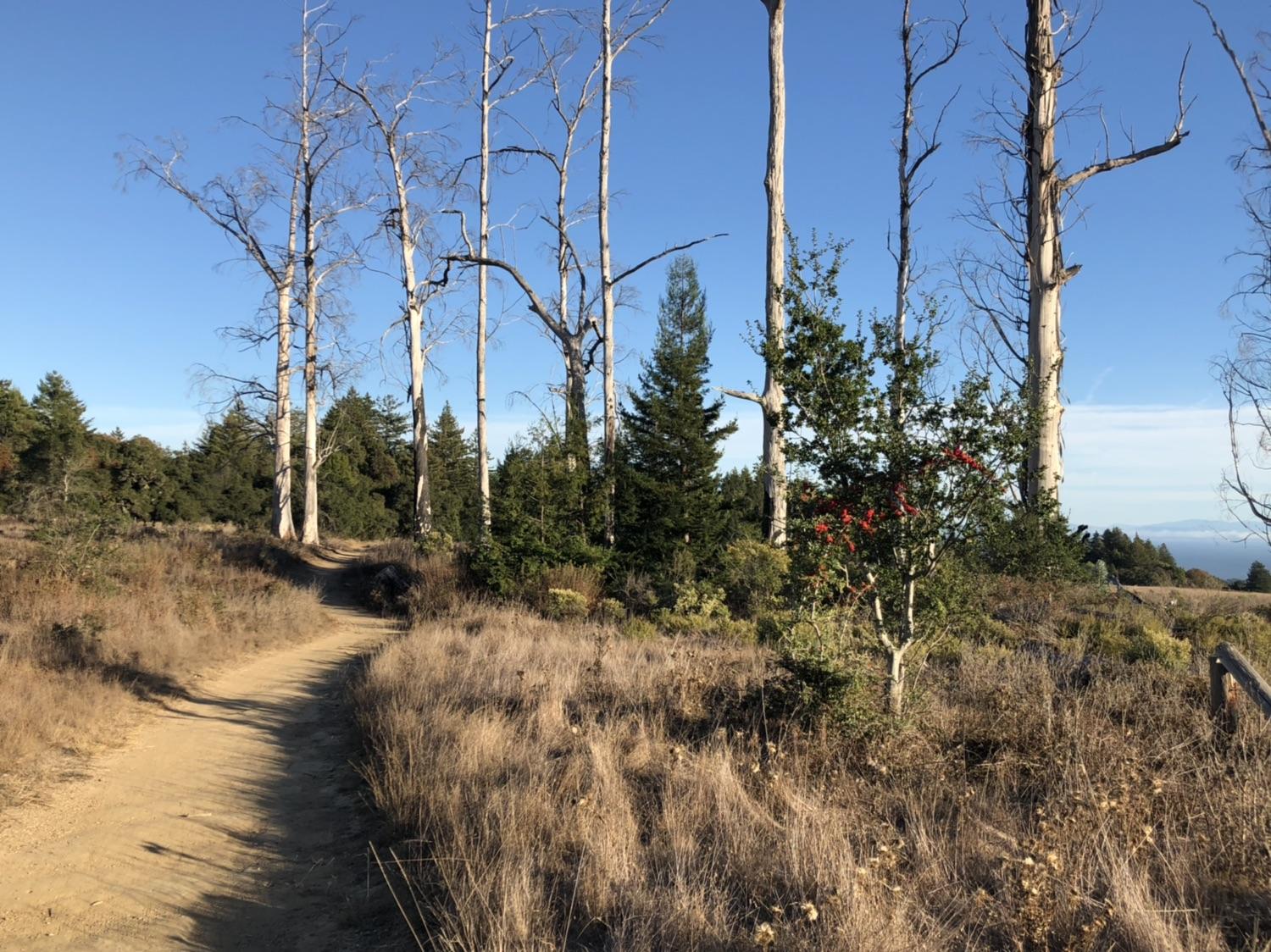 A winding dirt path through dry grass and tall, bare trees.