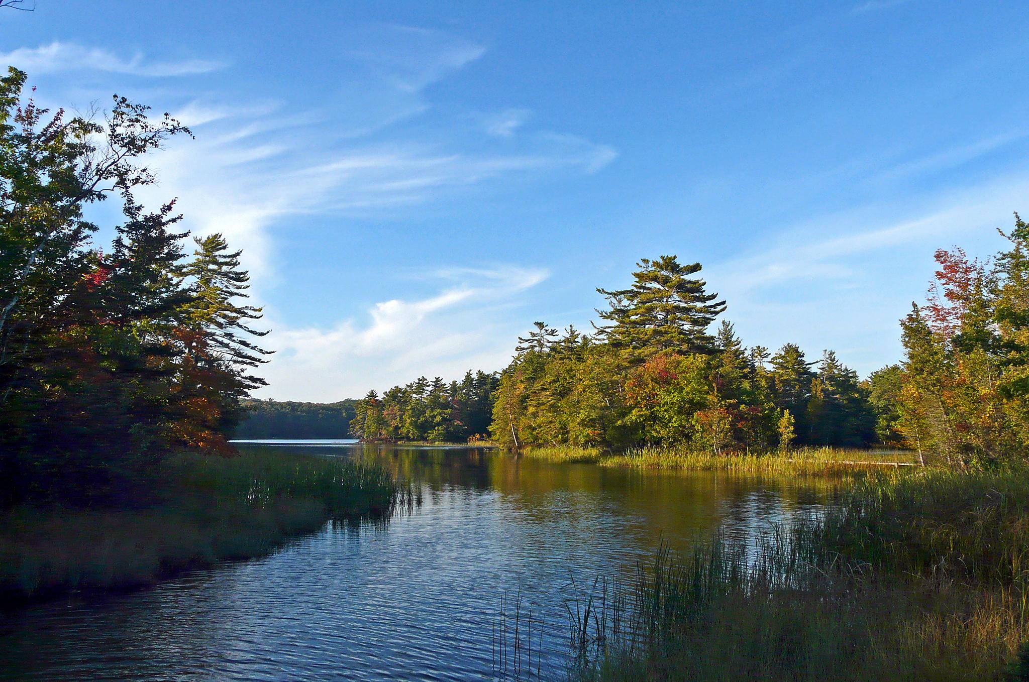 A serene river flows through a vibrant forest under a bright blue sky.