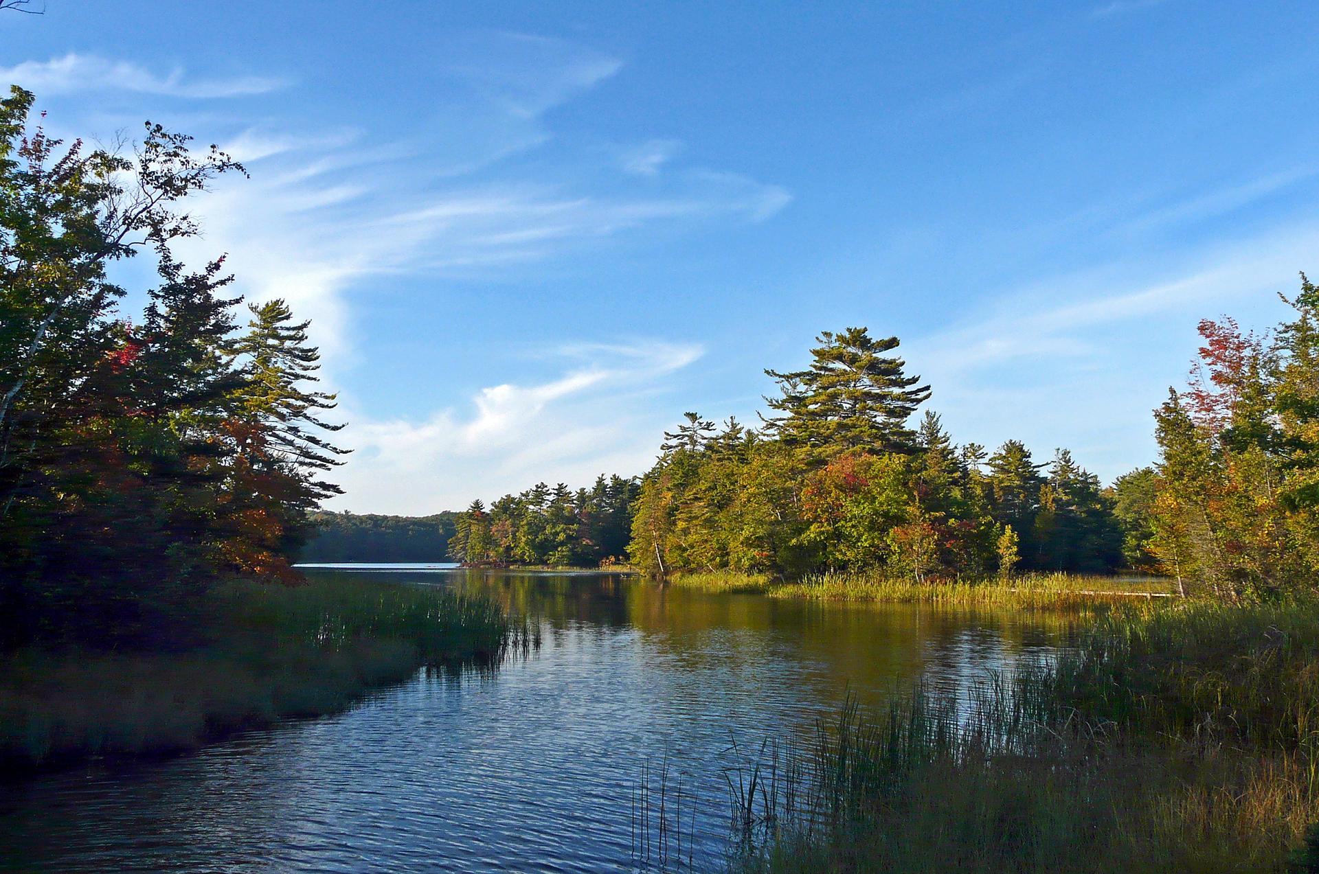 A serene river flows through a vibrant forest under a bright blue sky.