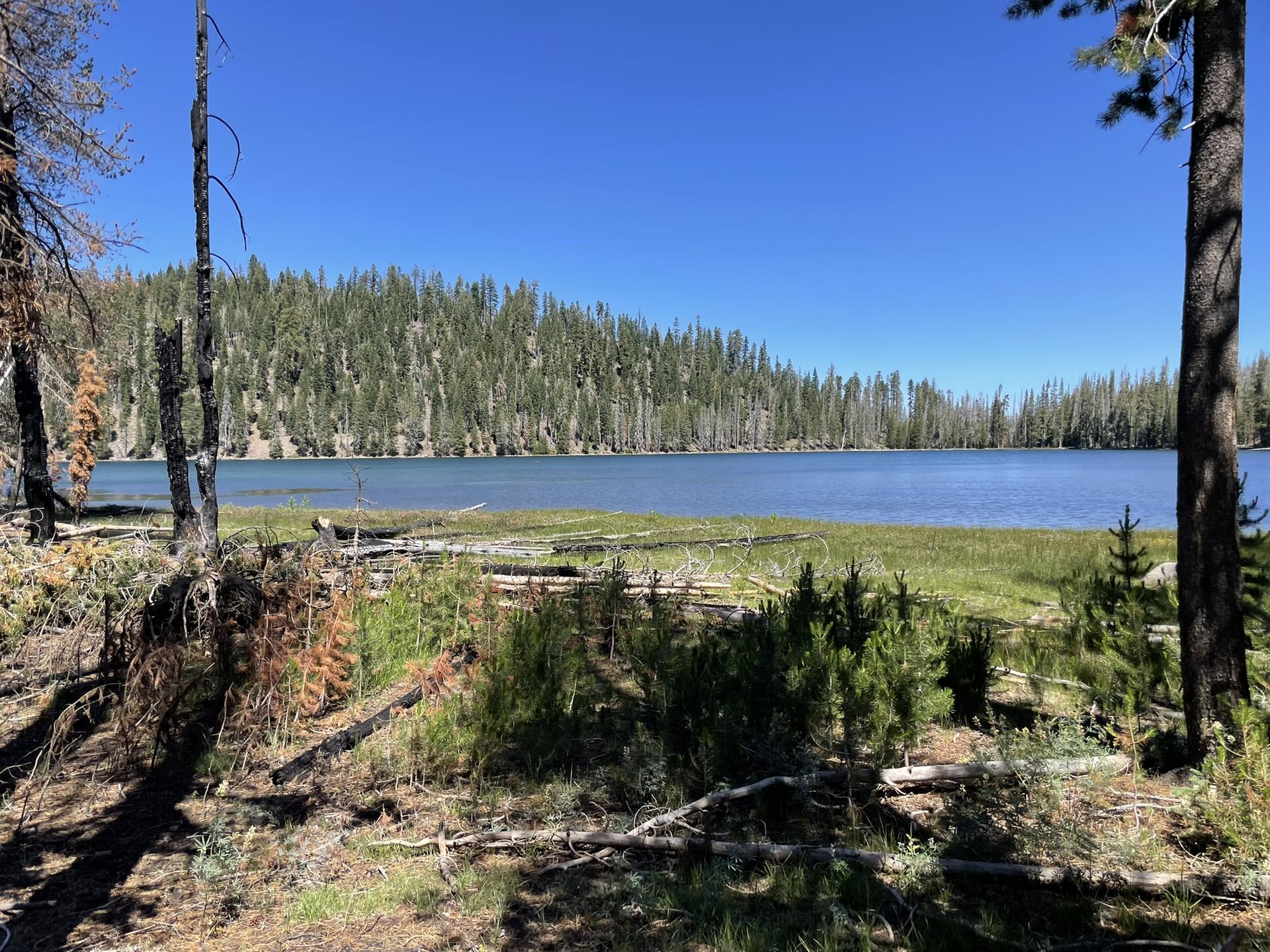 A lake with a marshy edge, surrounded by dense green forest on a sunny day.