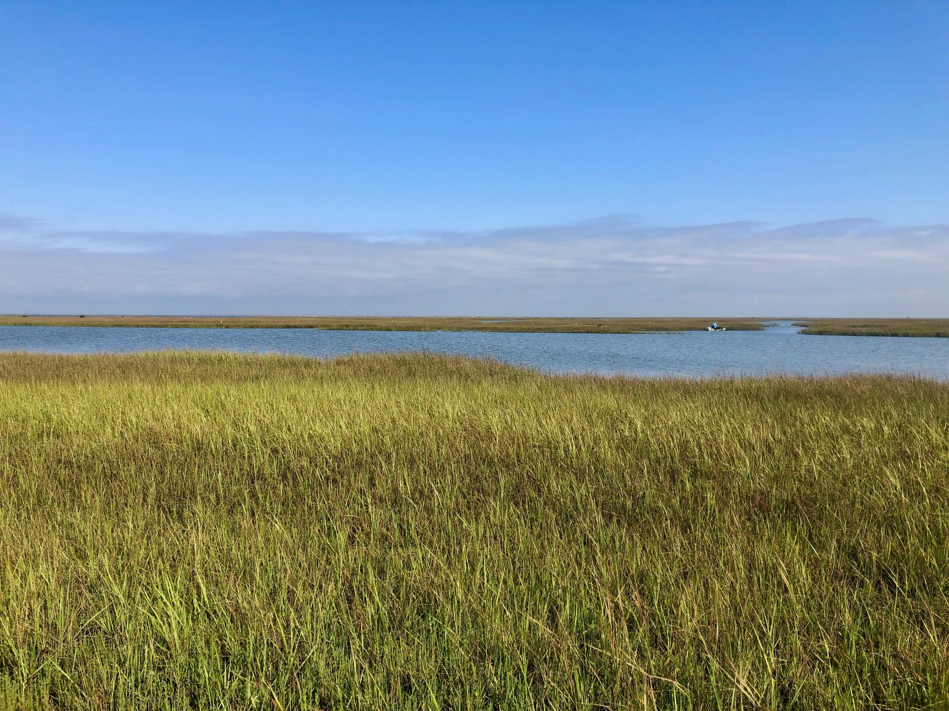Expansive green marshland under a clear blue sky with calm water.