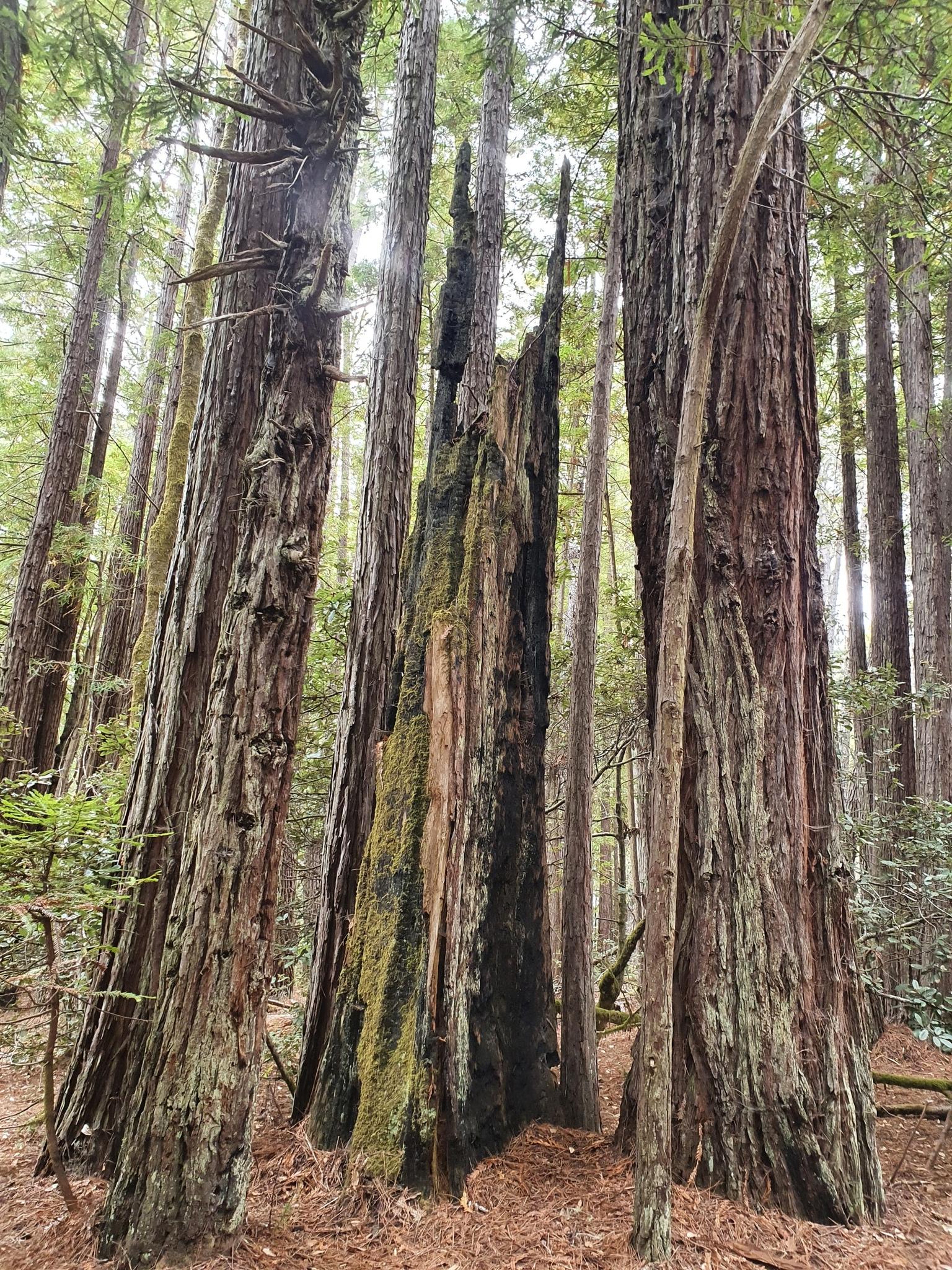 Group of very tall, thick trees surrounding a large mossy stump.