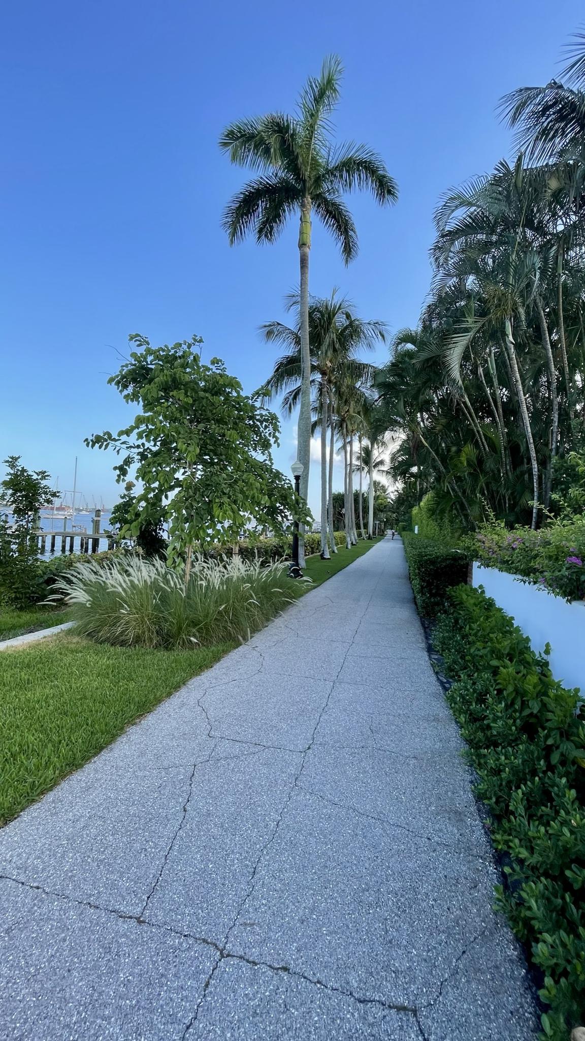 Paved pathway lined with palm trees and green grass under a clear blue sky.