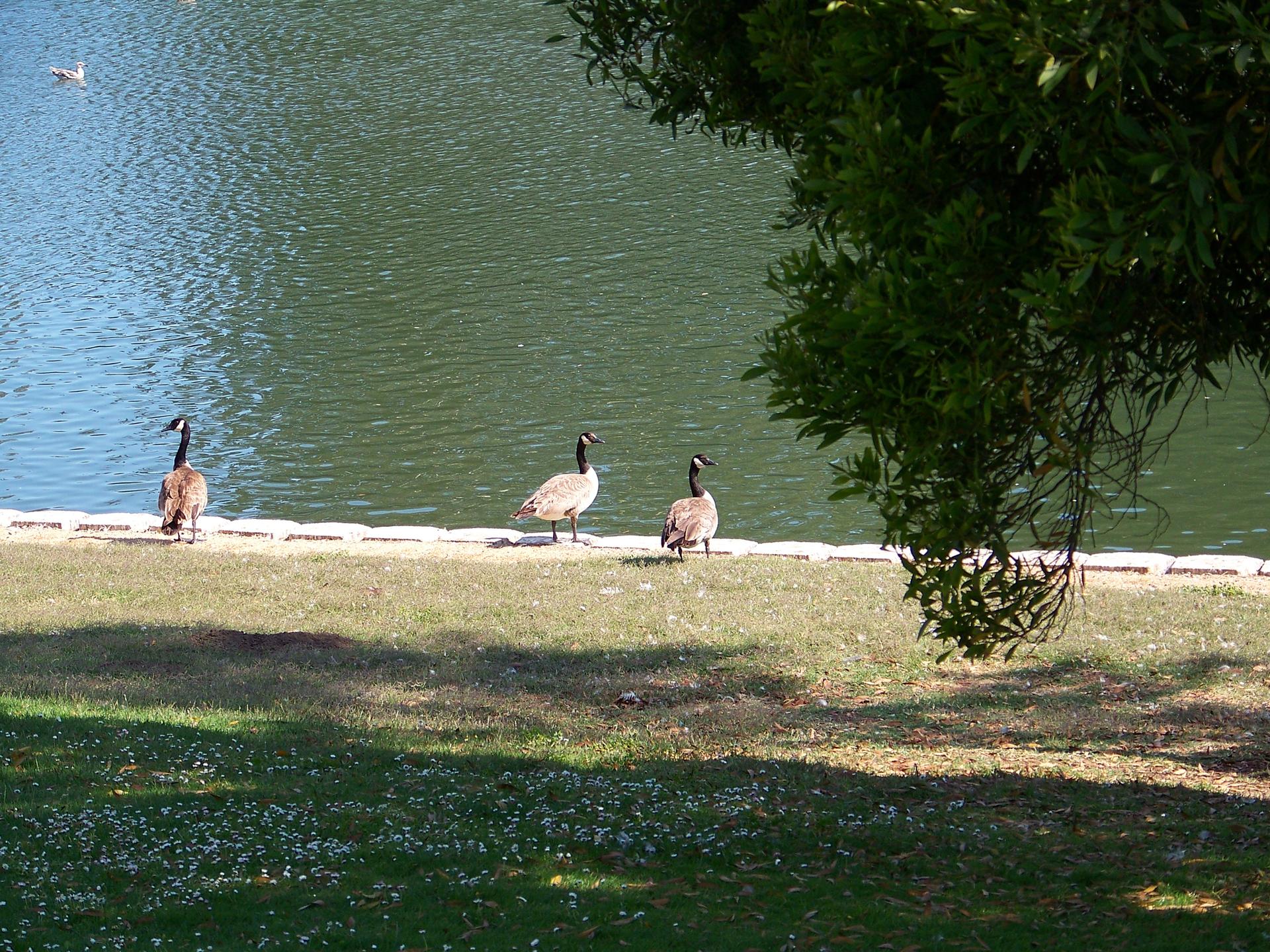 Three geese stand on a sunny, grassy bank beside calm water.