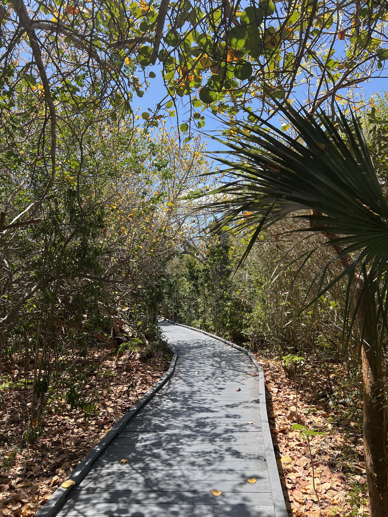 Winding wooden boardwalk through a lush green forest with dappled sunlight.
