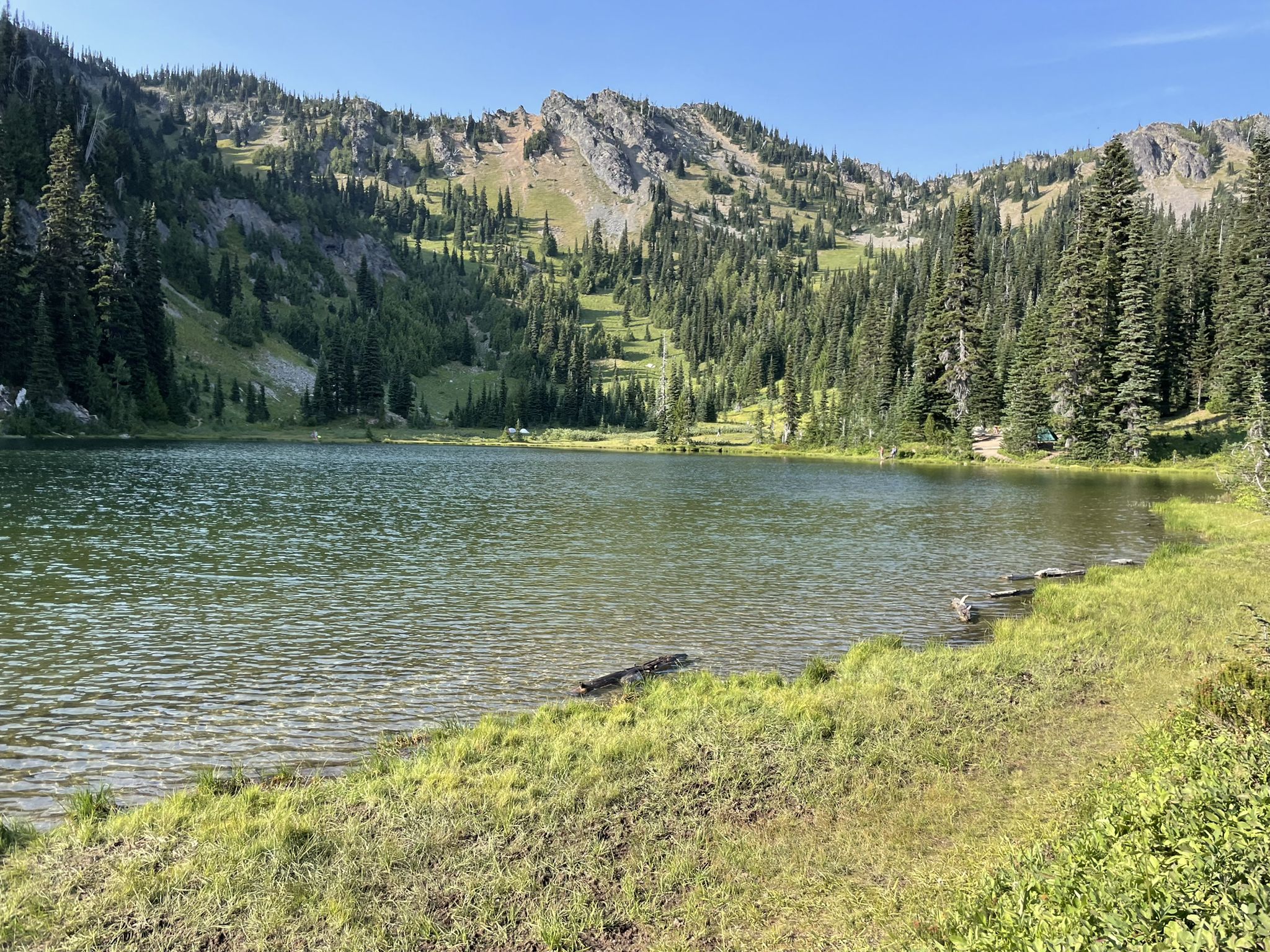 Clear mountain lake with grassy shore under a bright blue sky. - Sheep Lake Trail