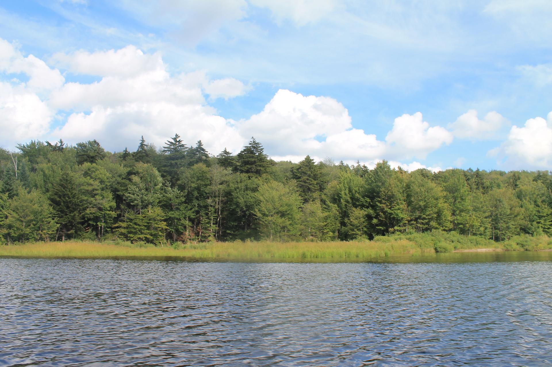 Calm lake with a green forested shoreline under a bright blue sky.