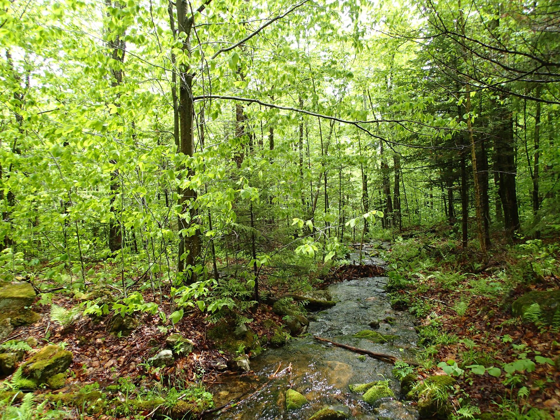 A small stream flows through a vibrant green forest with leafy ground and mossy rocks.