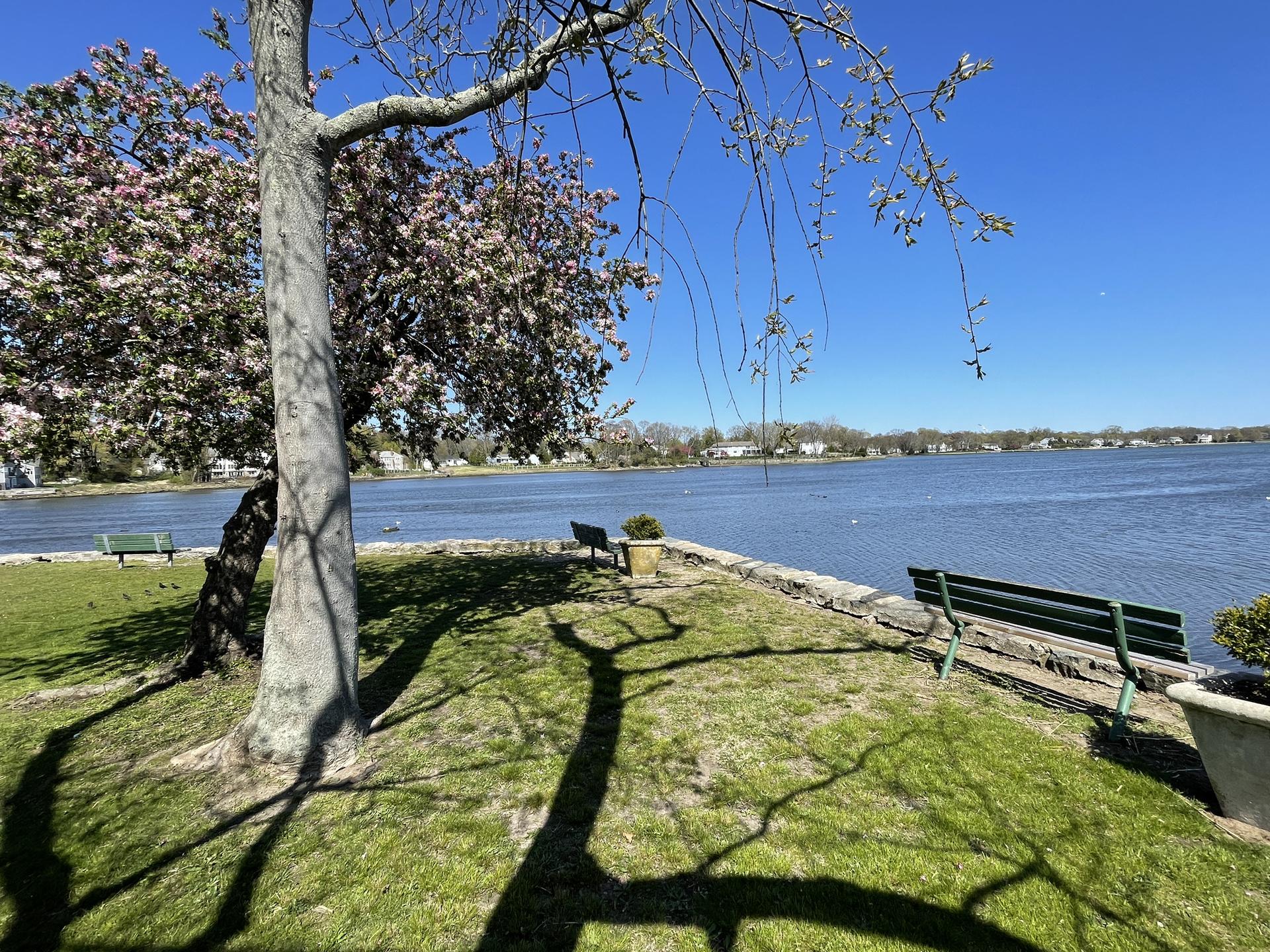 Sunny park with blooming trees, benches, and a wide calm lake.