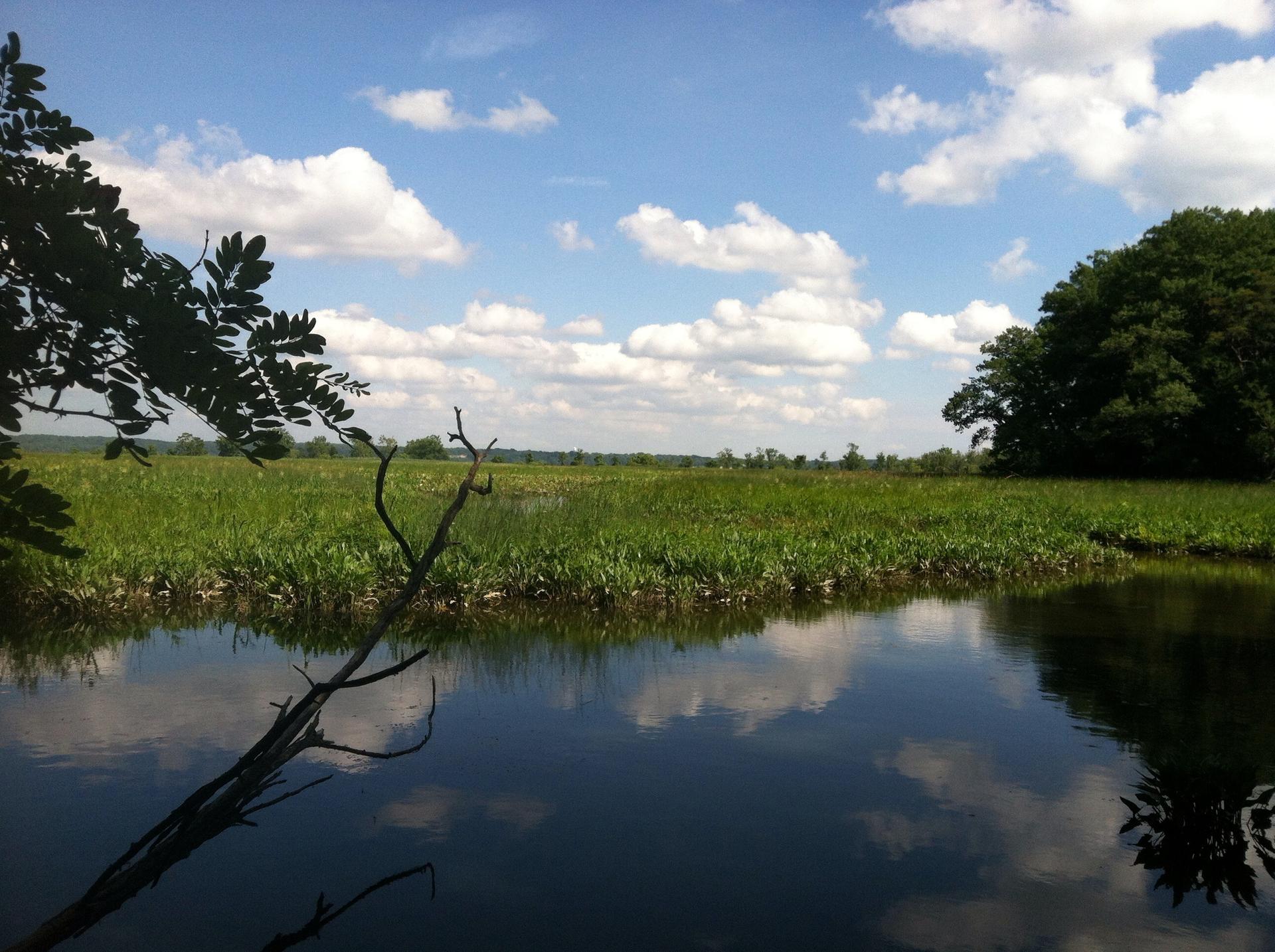 Calm water reflecting a blue sky with clouds, surrounded by green marshland and trees.