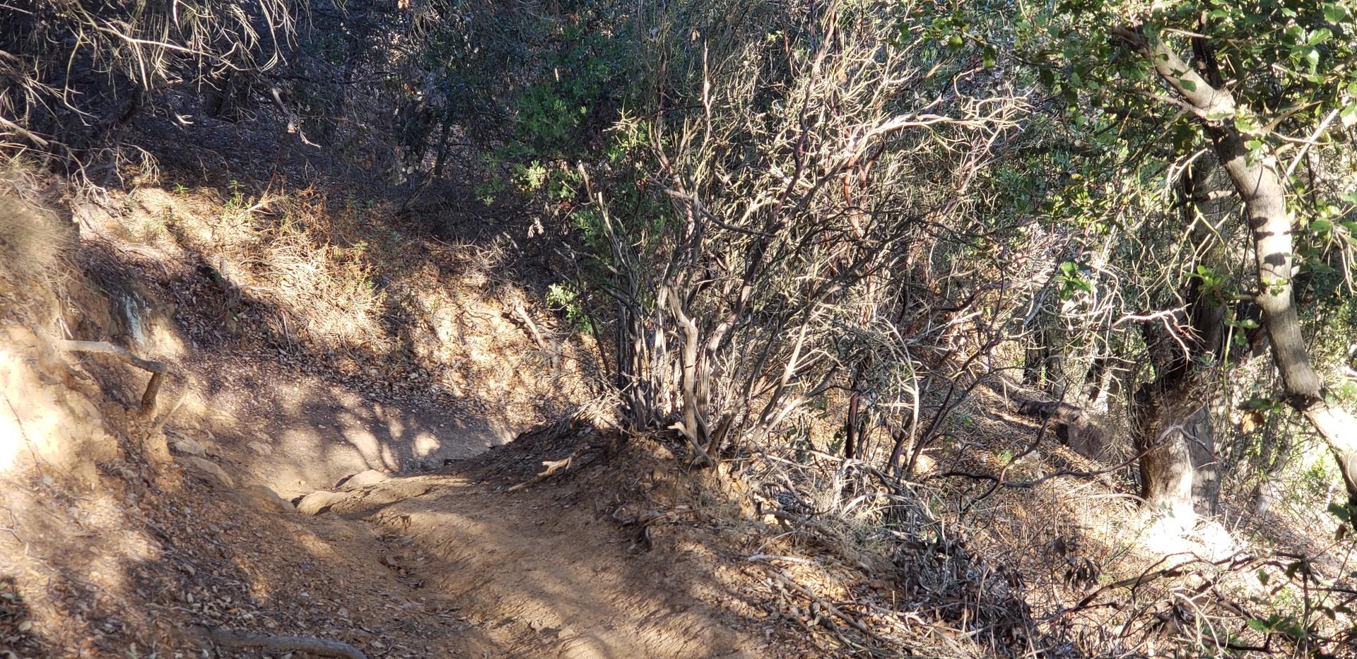 A narrow, shaded dirt trail winds through dense, dry bushes on a slope.