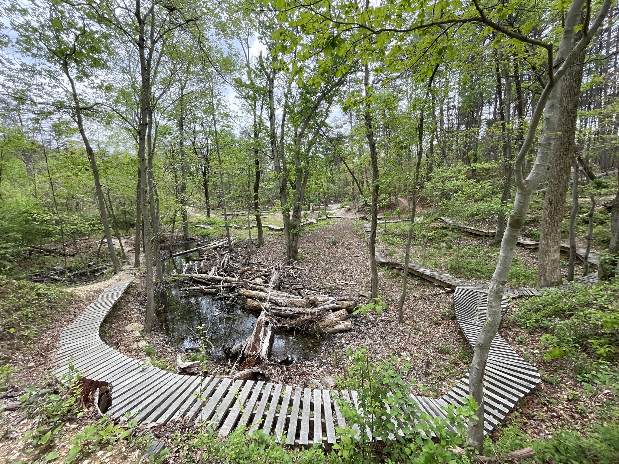 Wooden boardwalks curve around a small pond with logs in a green forest.