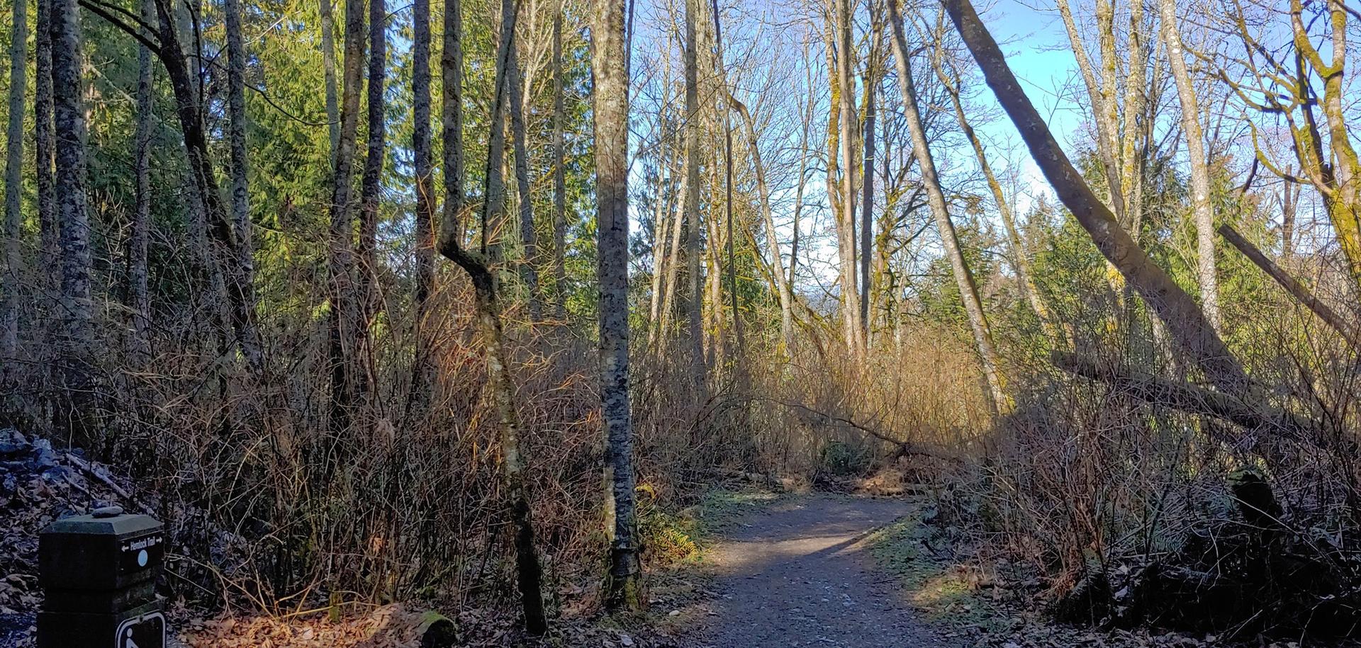 A sunlit dirt path winds through a forest with tall trees and bare branches.