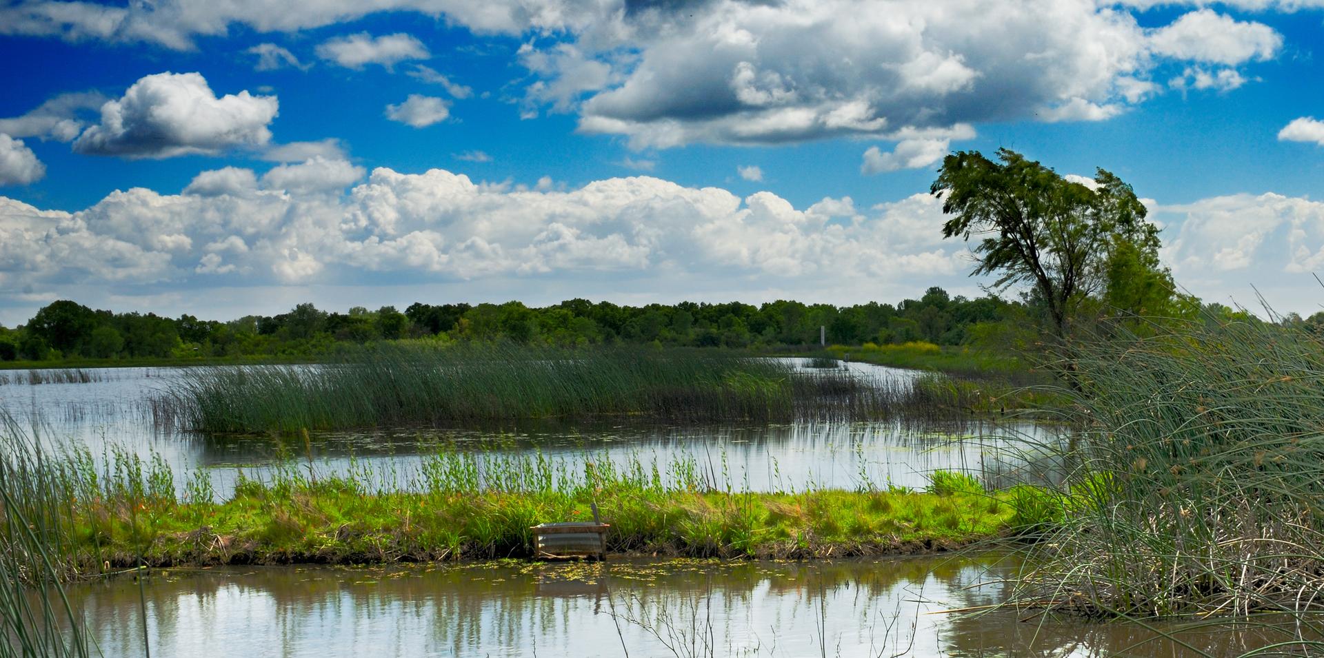 A sunny wetland with calm water, tall green reeds, and a distant treeline.