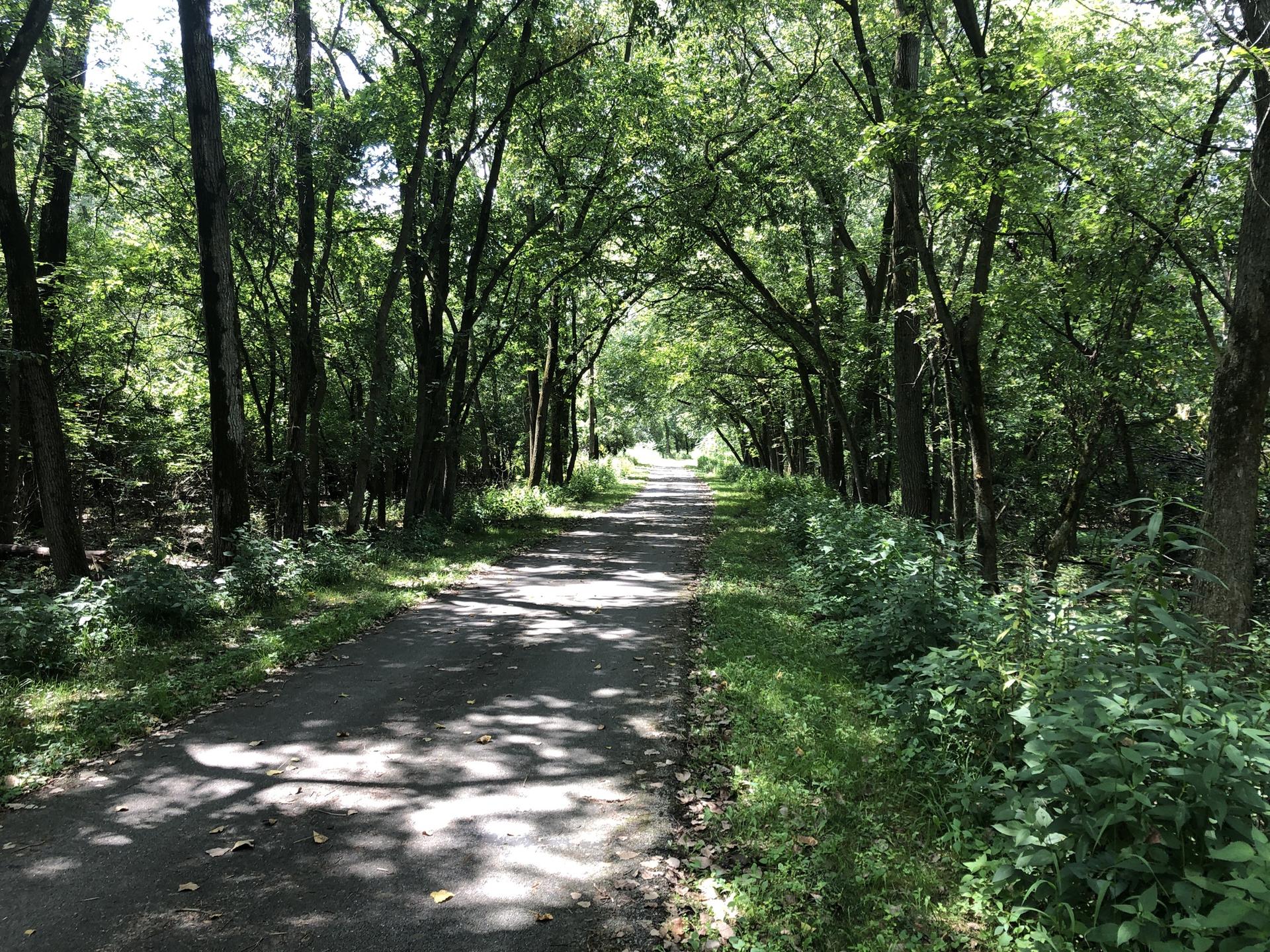 Shaded paved path winding through a dense green forest.
