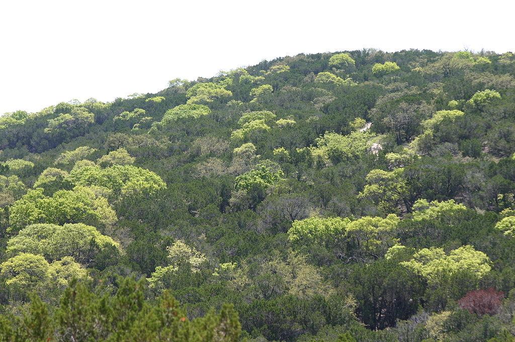 A dense green hillside covered in trees and shrubs under bright daylight.