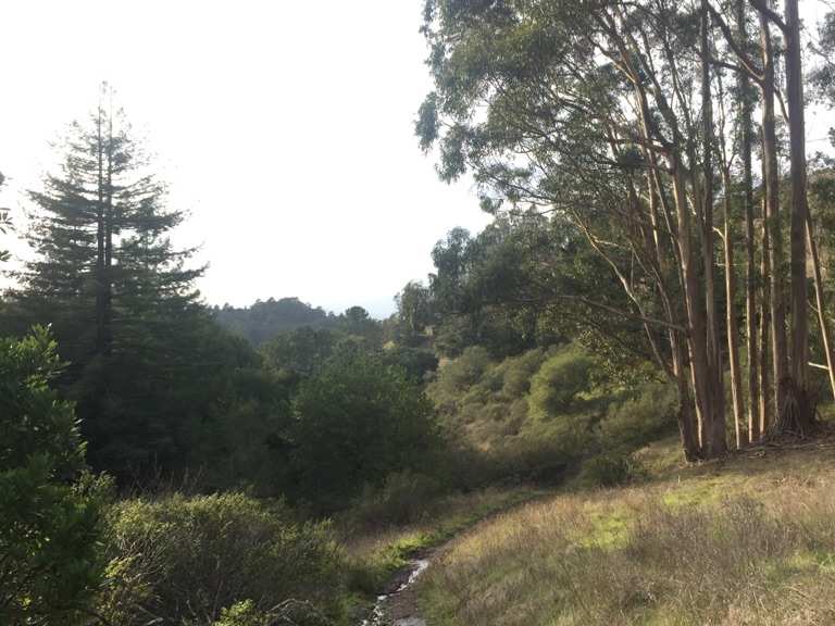 Anza Lake, Inspiration Point & Seaview Trail loop — Tilden Regional