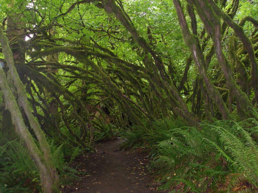 A winding dirt path through a lush forest with moss-draped trees.