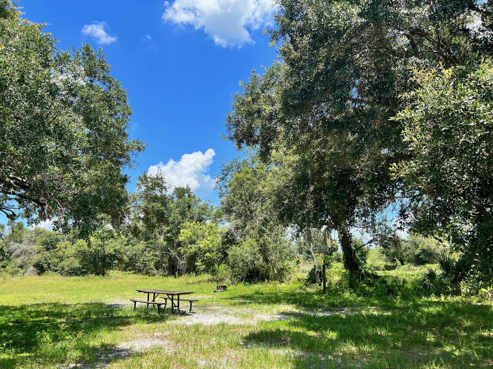A picnic table sits in a sunny, grassy clearing surrounded by green trees.