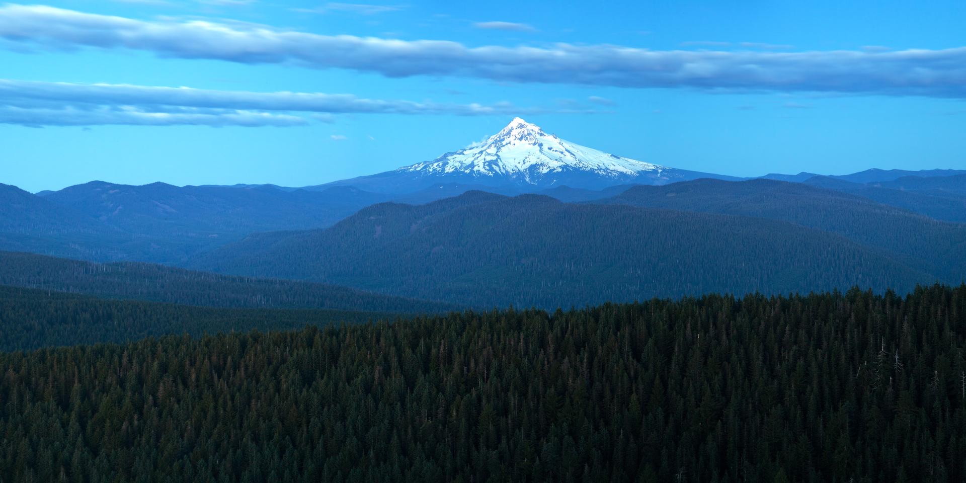 Majestic snow-capped mountain peak rises above a vast dark green forest.