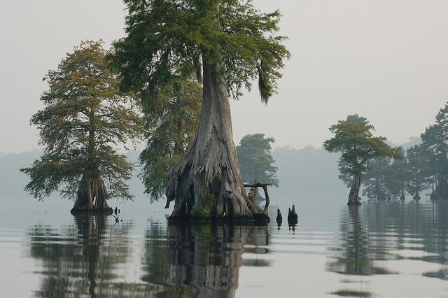 Large cypress trees with exposed roots stand in calm, misty water.