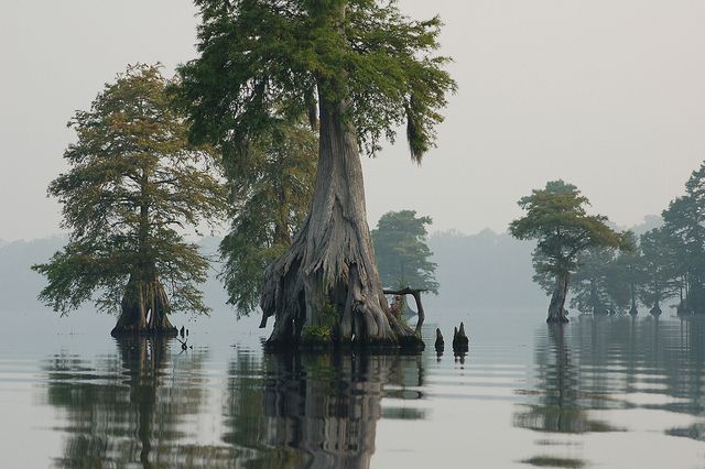 Large cypress trees with exposed roots stand in calm, misty water. - East Coast Greenway: Historic Coastal Route