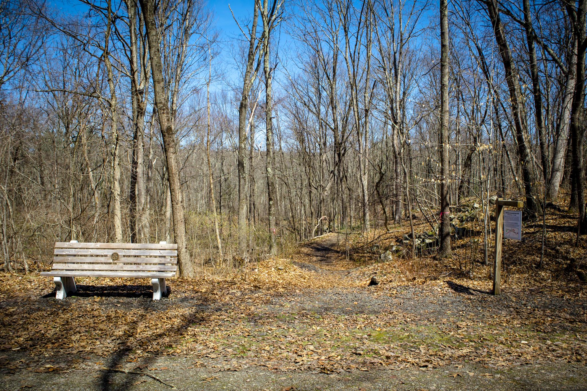 A wooden bench next to a dirt path in a bare winter forest.
