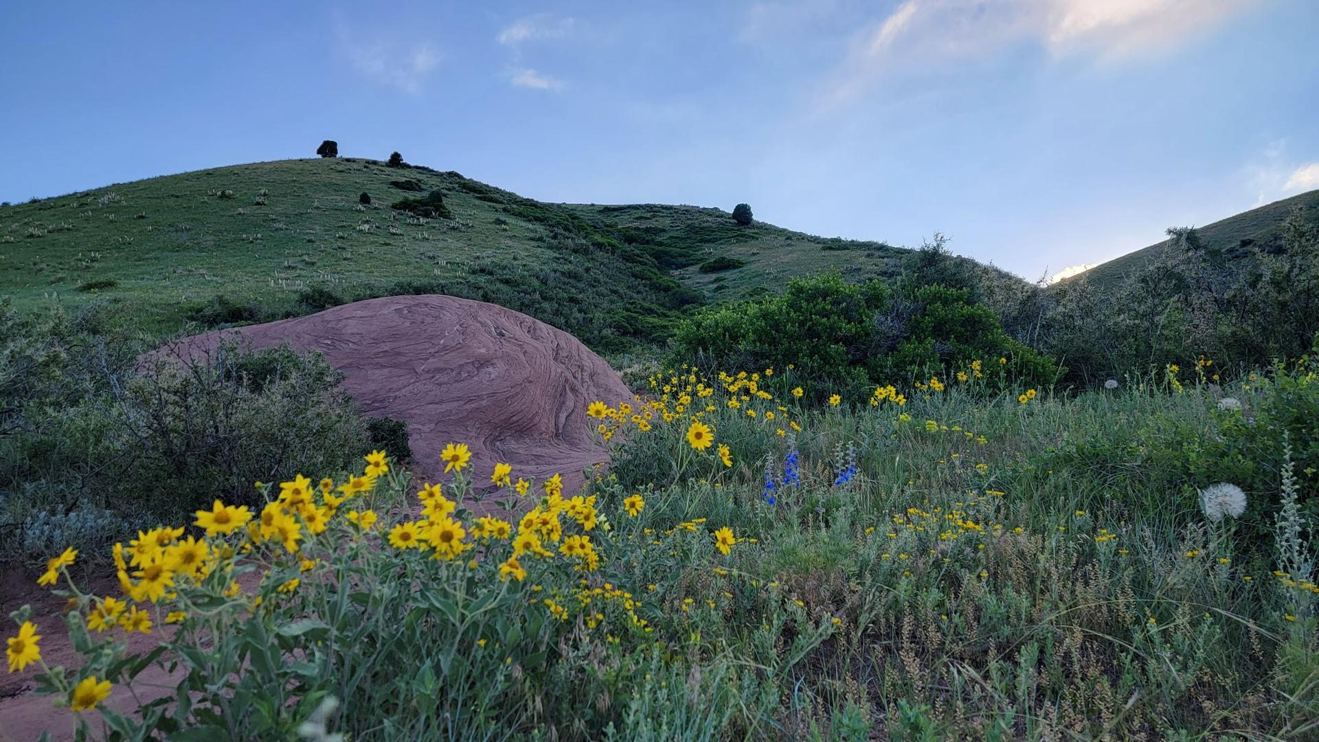 Yellow wildflowers in foreground, green hills and blue sky in background.