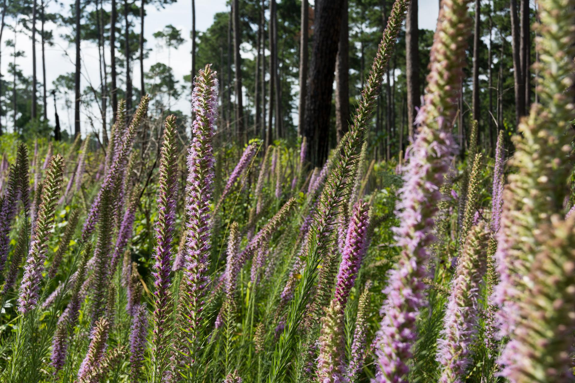 Close-up of tall purple spiky flowers in a field with a pine forest.