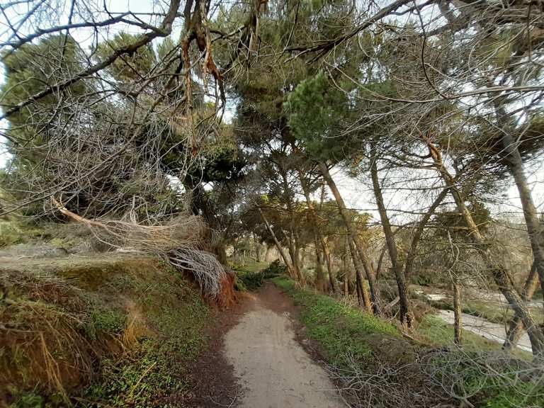 Bosque Móstoles Arroyomolinos Rutas MTB Komoot