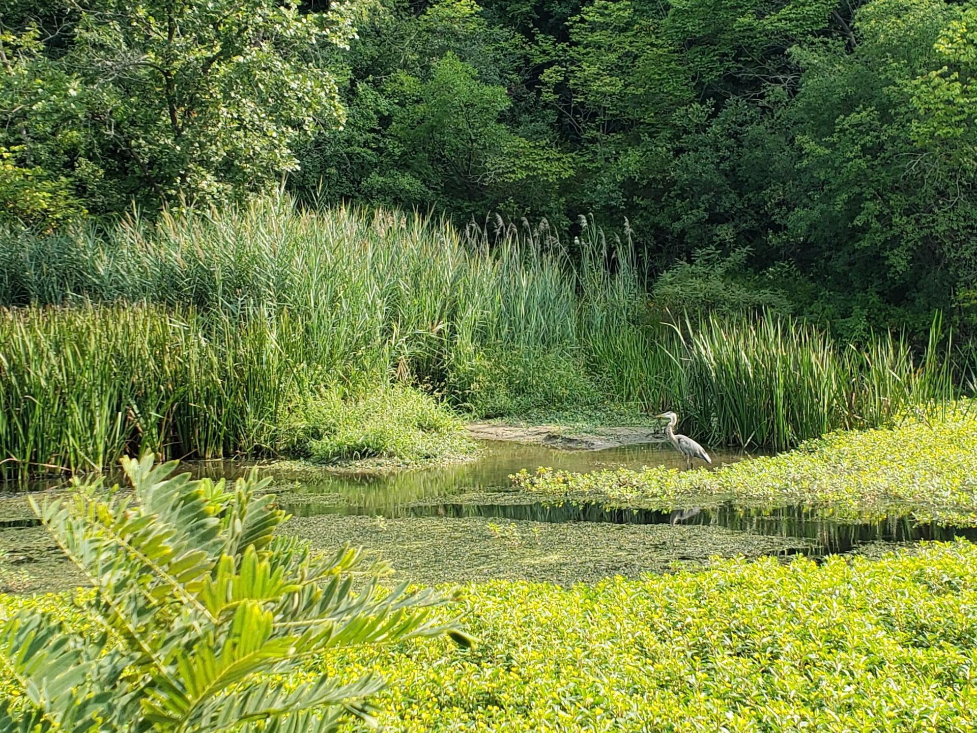A heron stands in a sunlit pond surrounded by lush green reeds and trees.