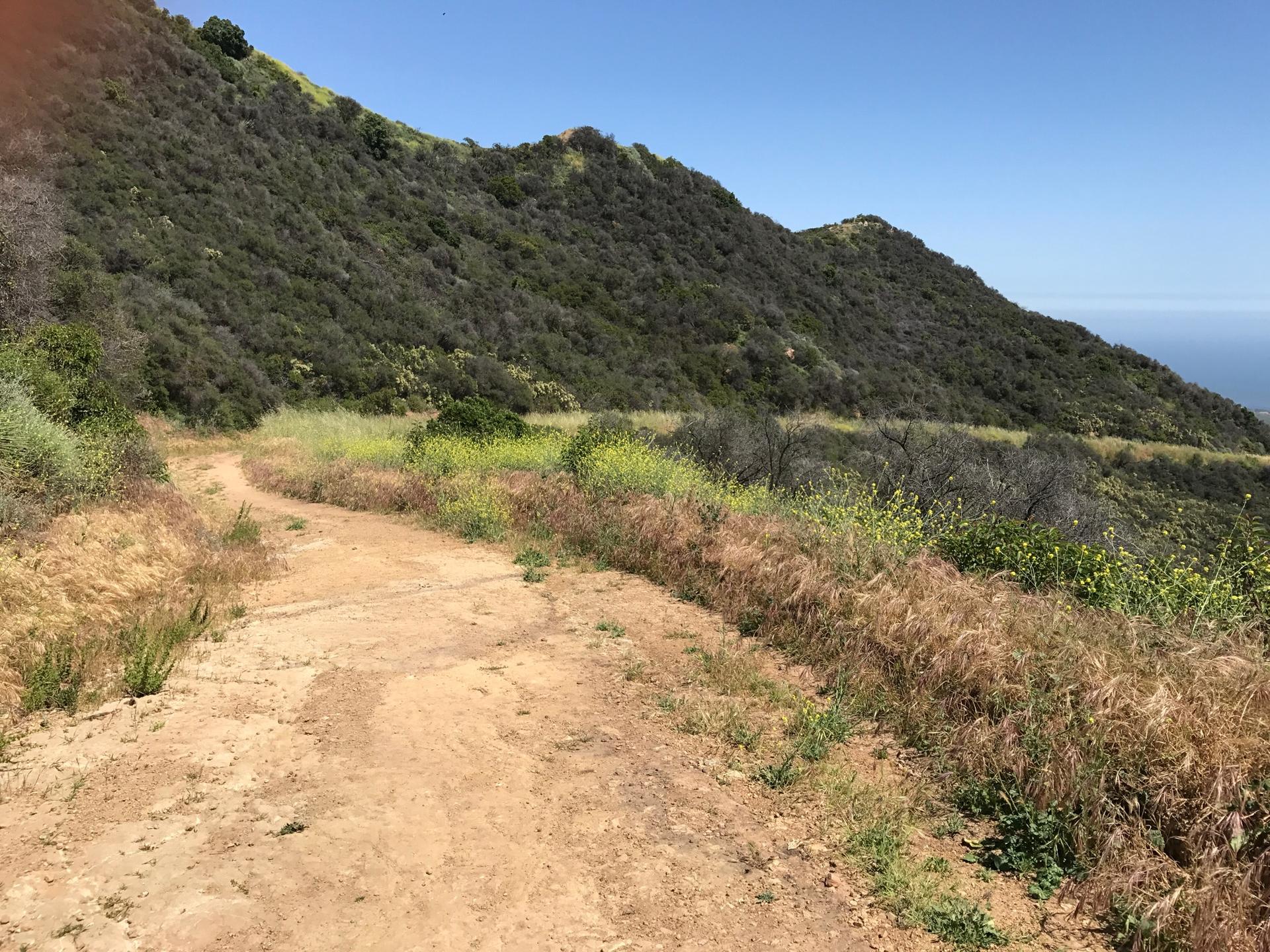 Dirt trail curving through green and dry brush on a sunny hillside.