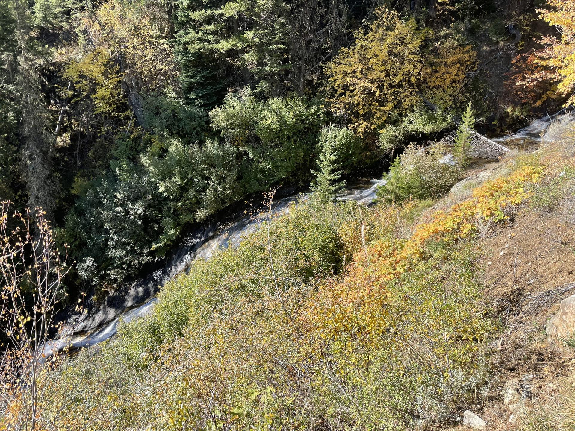 Rushing stream through a rocky, forested area with vibrant autumn foliage on a sunny day.