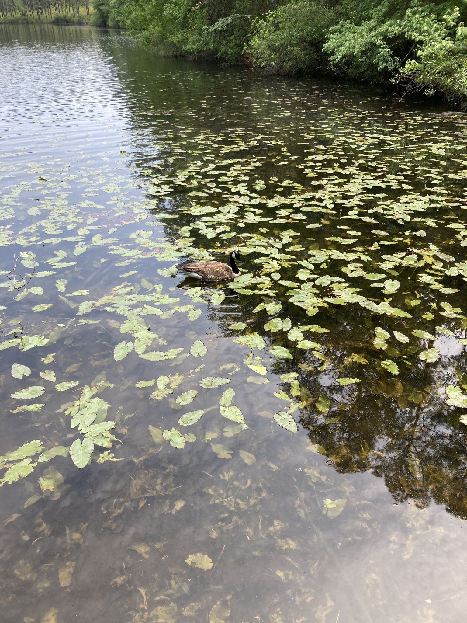 A goose swims in a lily pad-covered pond surrounded by green trees. - Reservoir Park Pond loop from Southern Pines