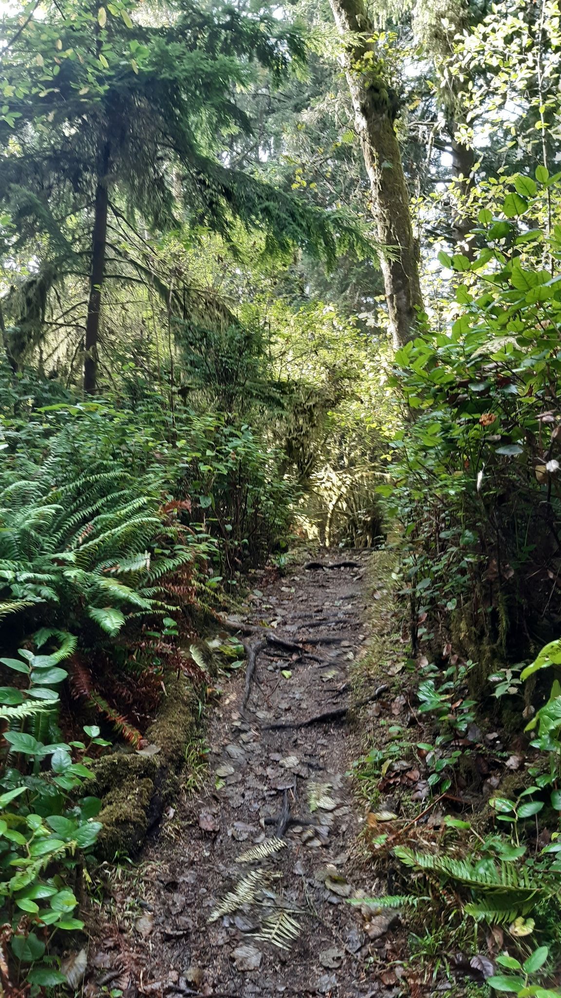 A narrow, muddy forest trail winding through dense green trees and ferns. - Weatherwax Trail