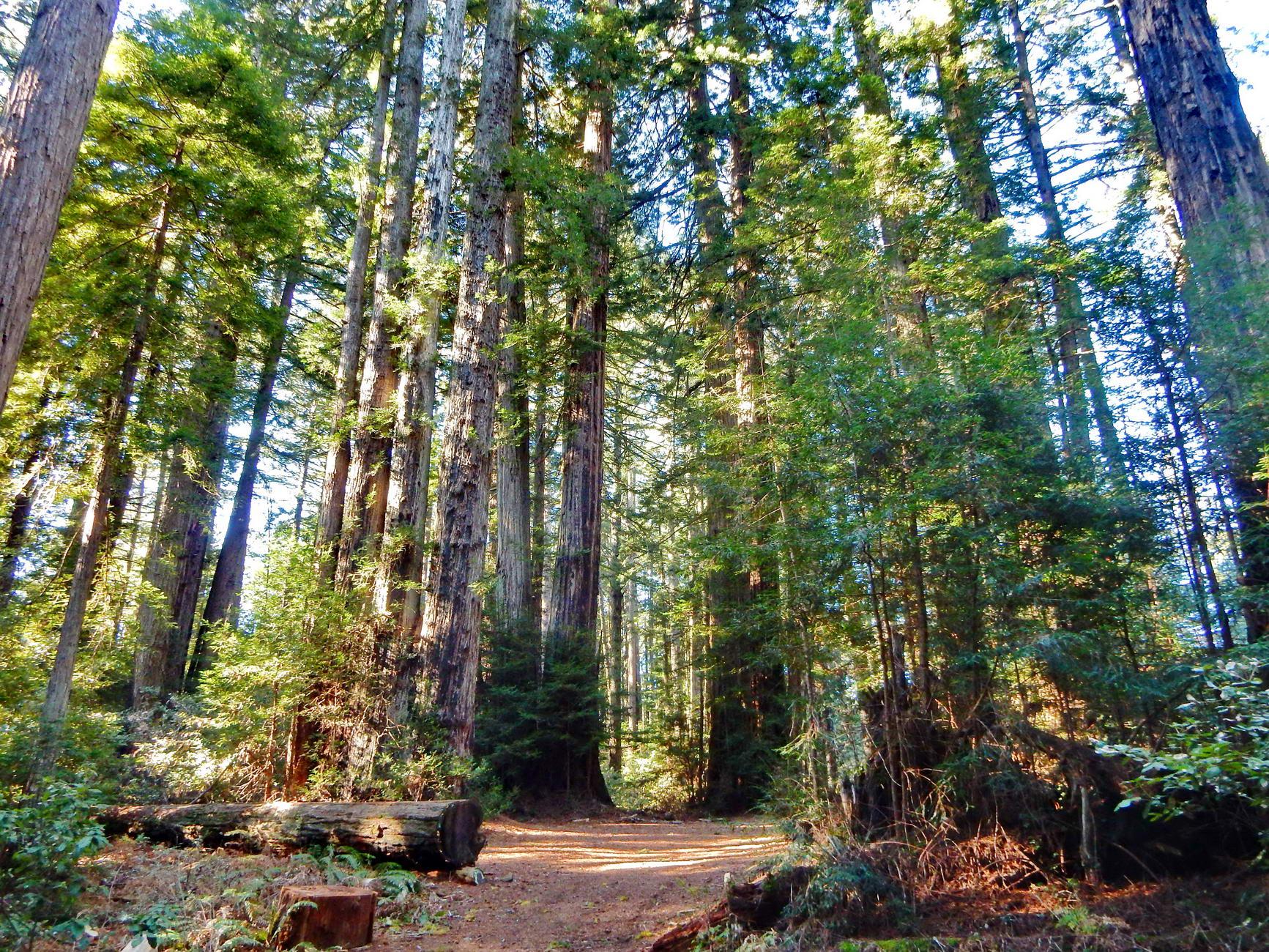 Sunny forest with towering trees, a dirt path, and dappled light.