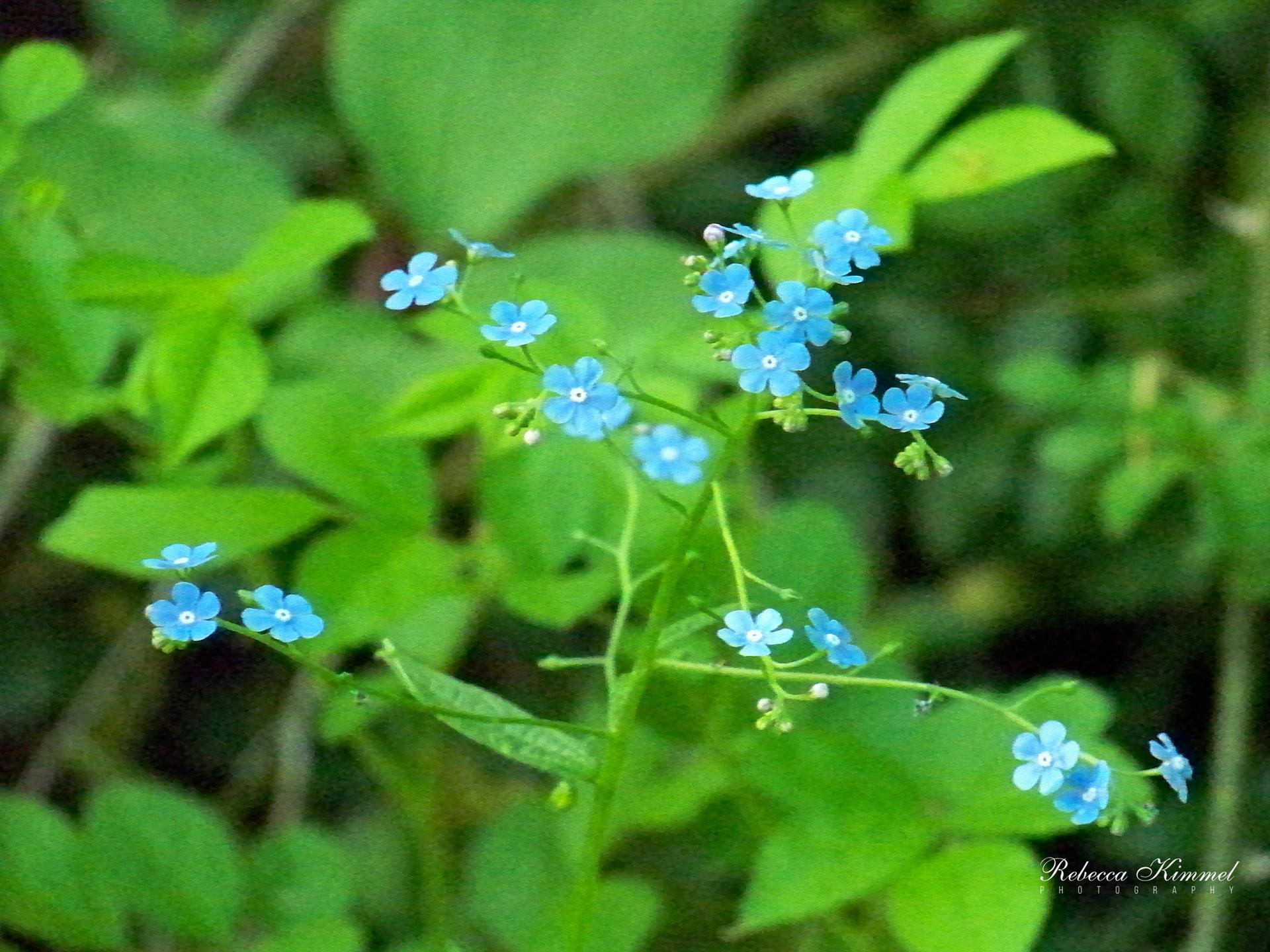 Close-up of delicate blue flowers on a green plant, soft lighting.