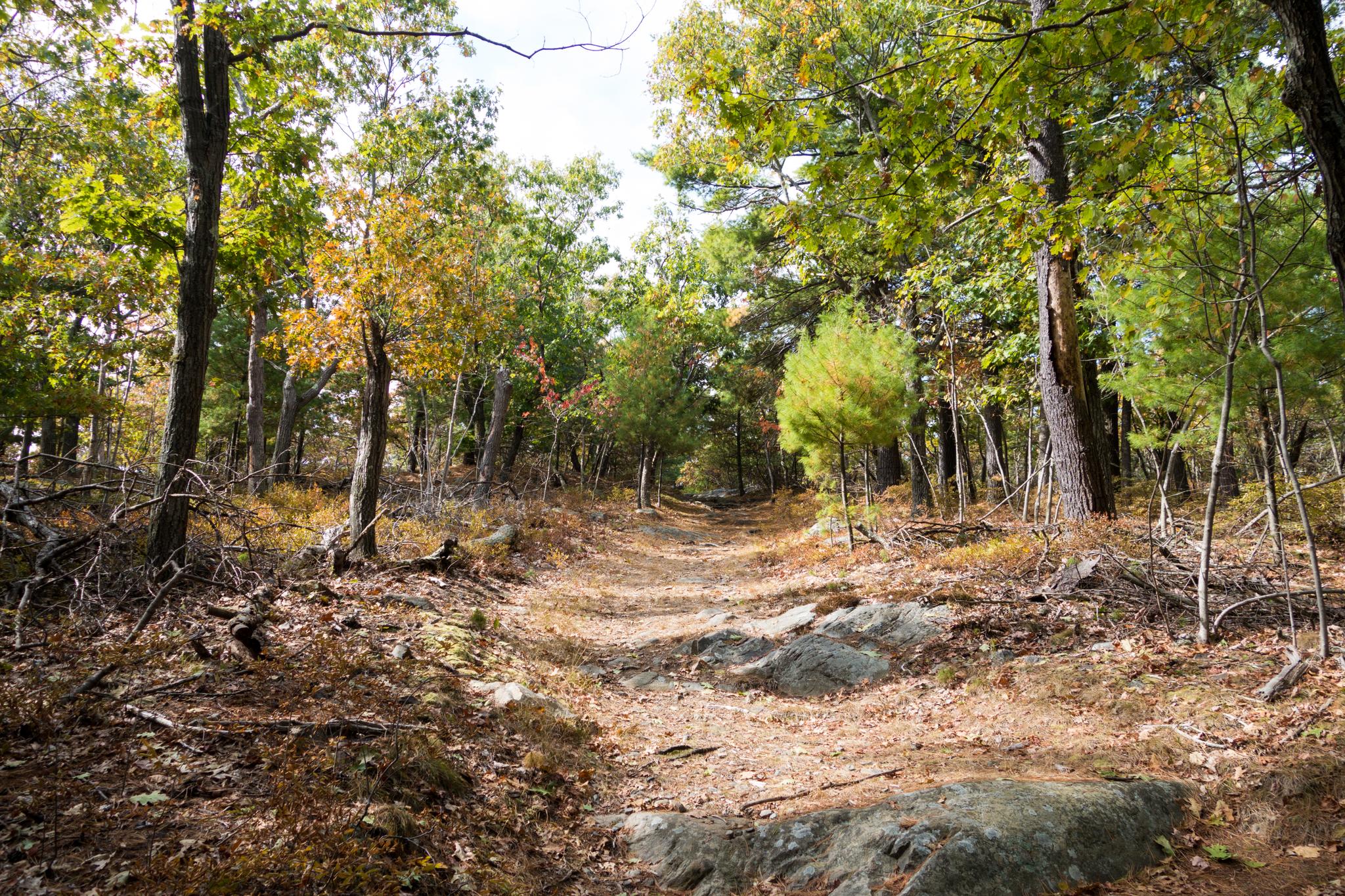 A sunlit dirt path winds through a vibrant autumn forest.