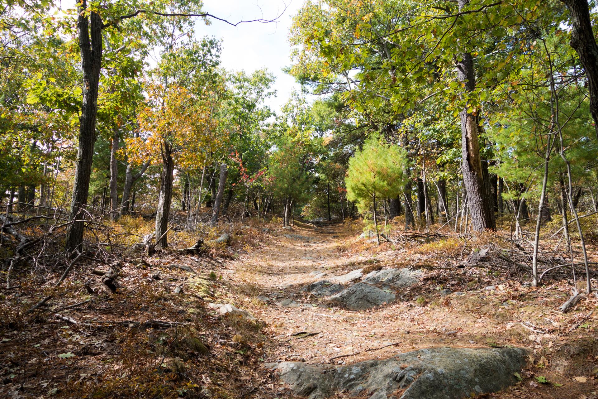 A sunlit dirt path winds through a vibrant autumn forest.