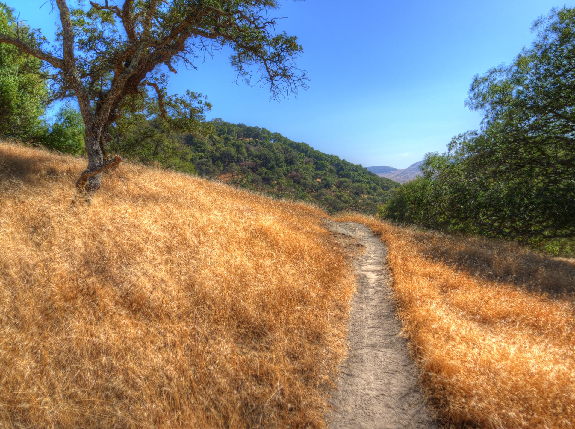 Narrow dirt path winding through golden dry grass and green hills.