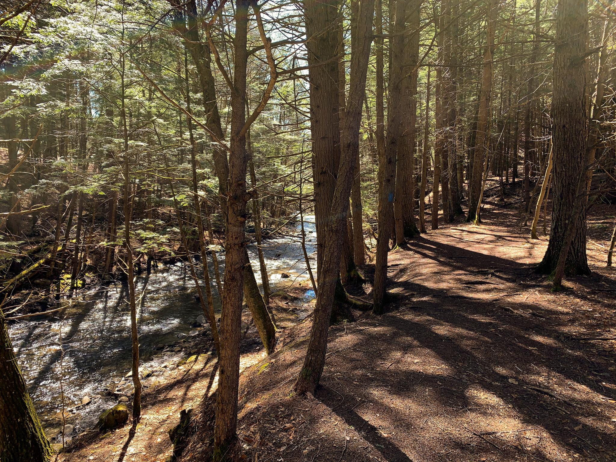 Sunny forest path with long shadows beside a rocky stream.