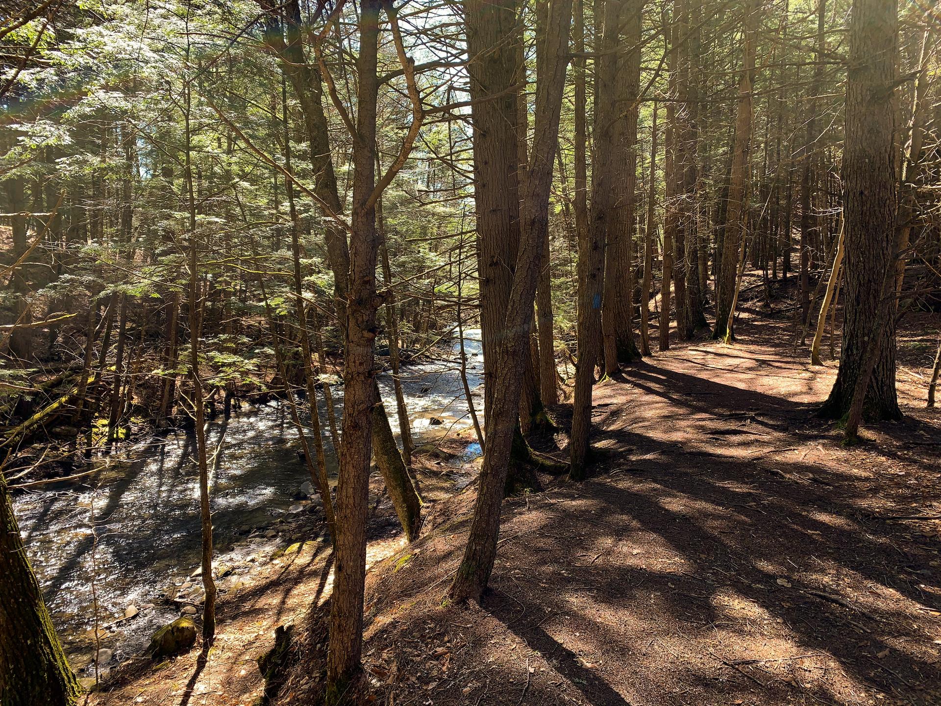 Sunny forest path with long shadows beside a rocky stream.