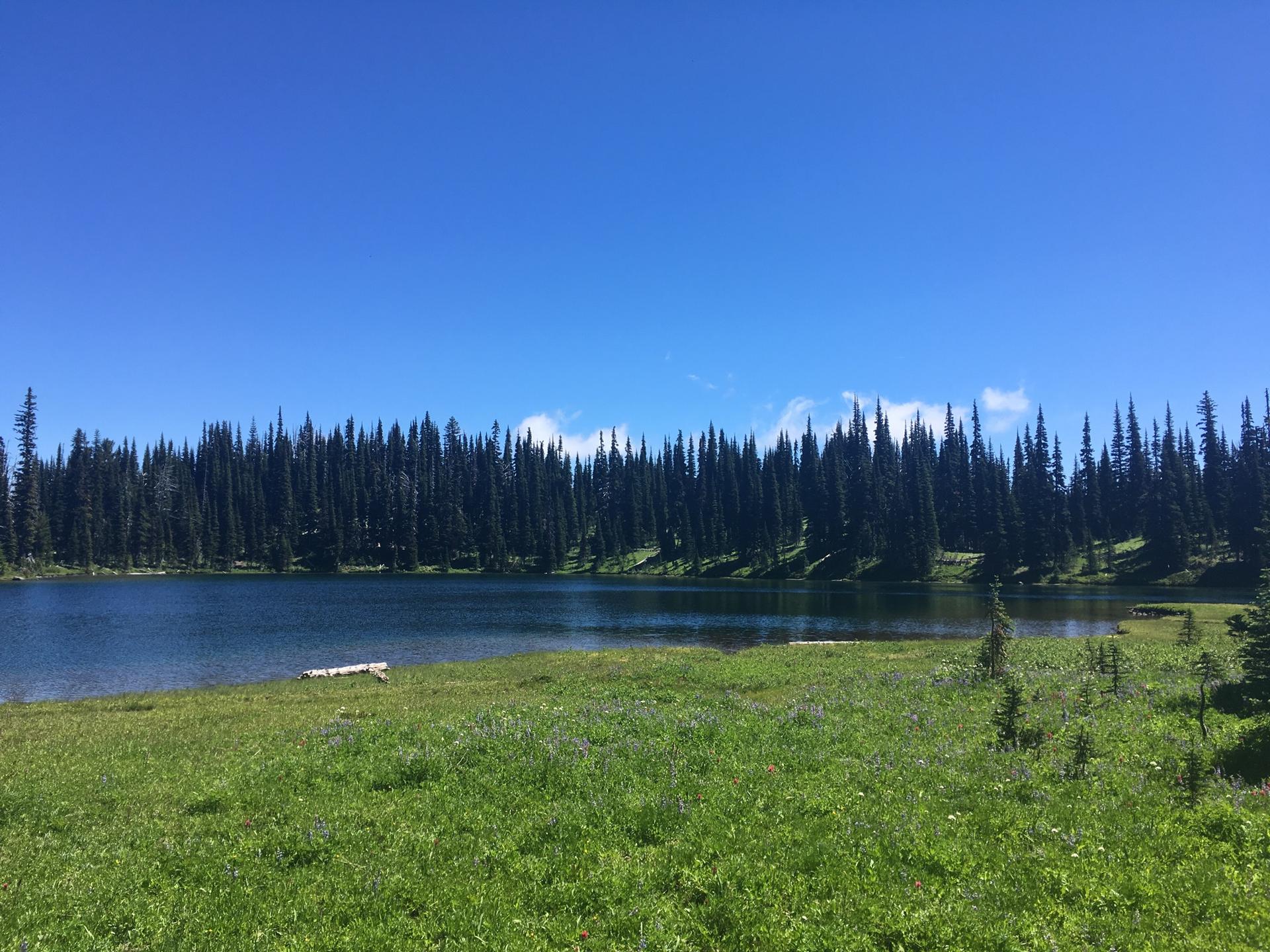 Calm lake with grassy shore and dense evergreen forest under a clear blue sky.