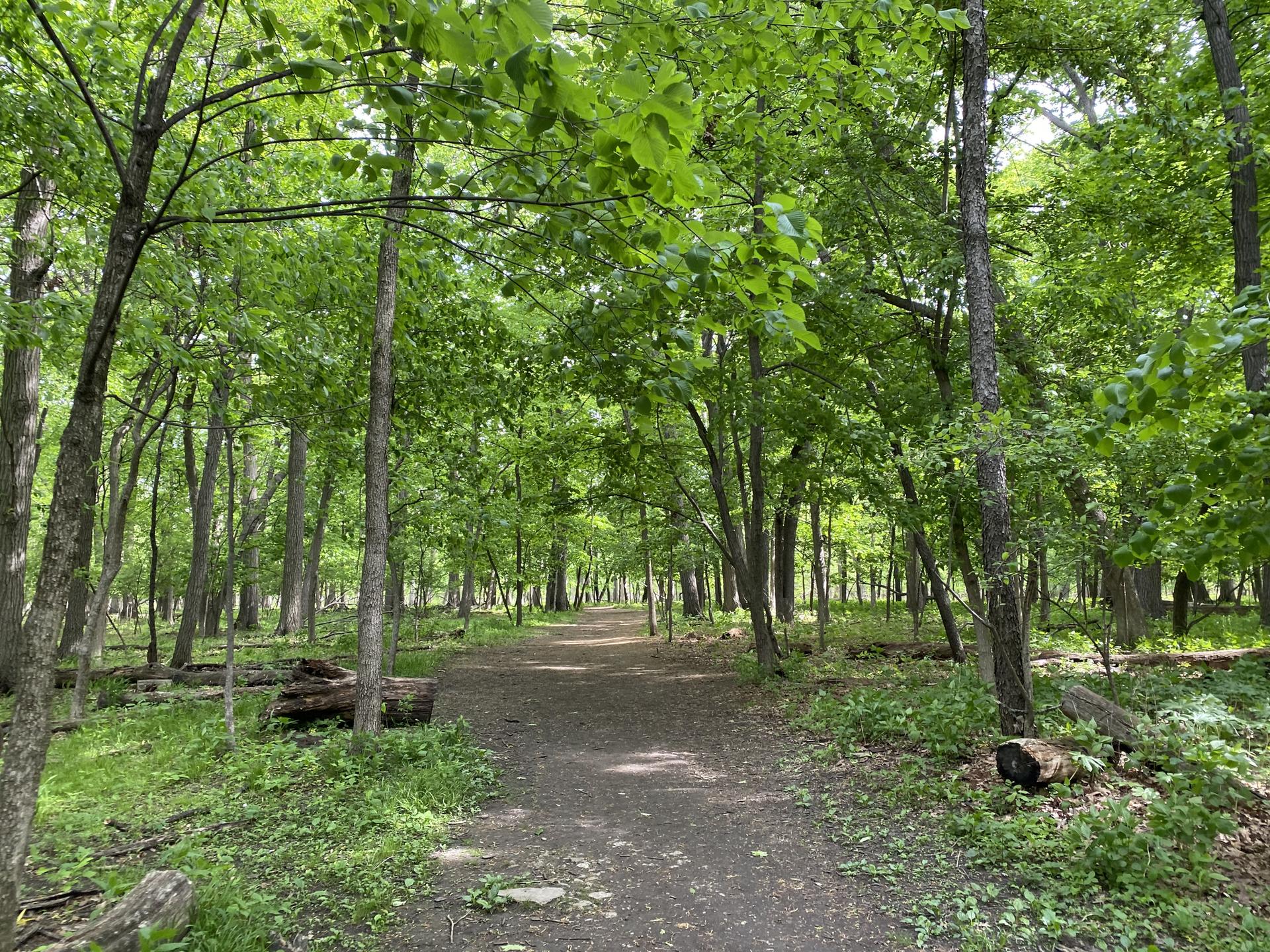 A dirt path winding through a lush, green forest on a bright day.