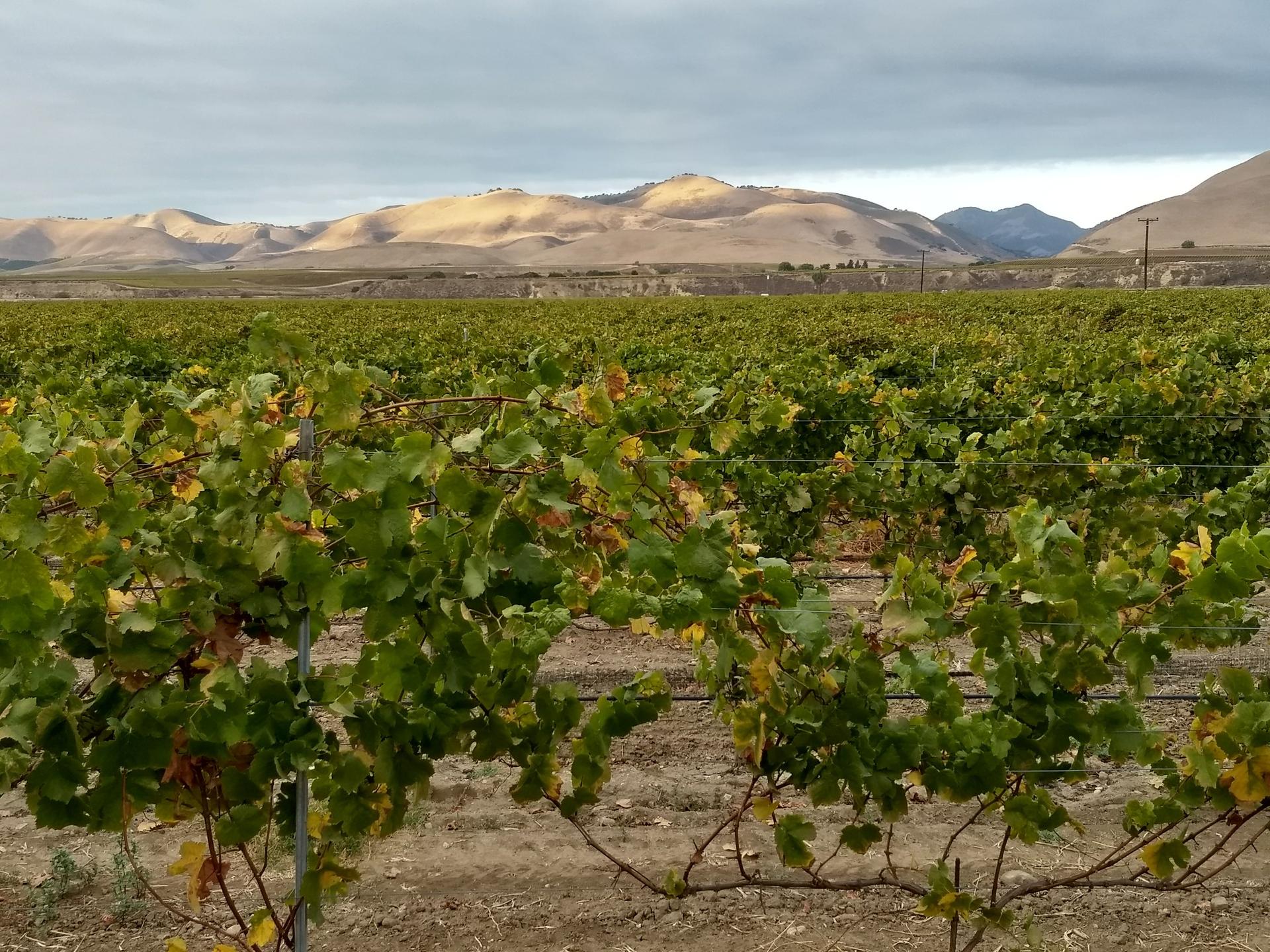 Green grapevines in a vineyard foreground with distant hills under a cloudy sky.