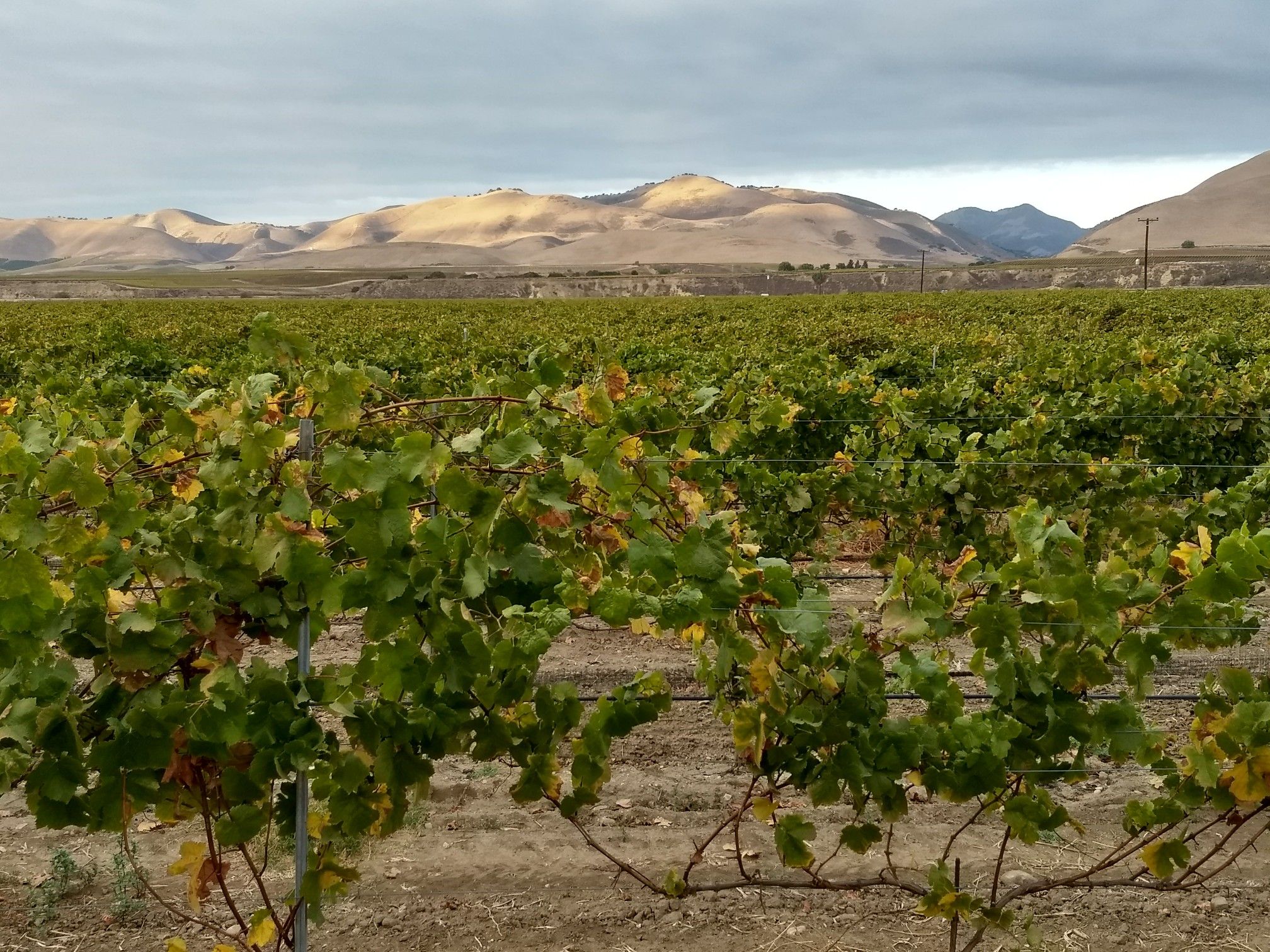 Green grapevines in a vineyard foreground with distant hills under a cloudy sky. - Fess Parker Winery – Foxen Canyon Road loop from Santa Barbara County Fire Department Station #23