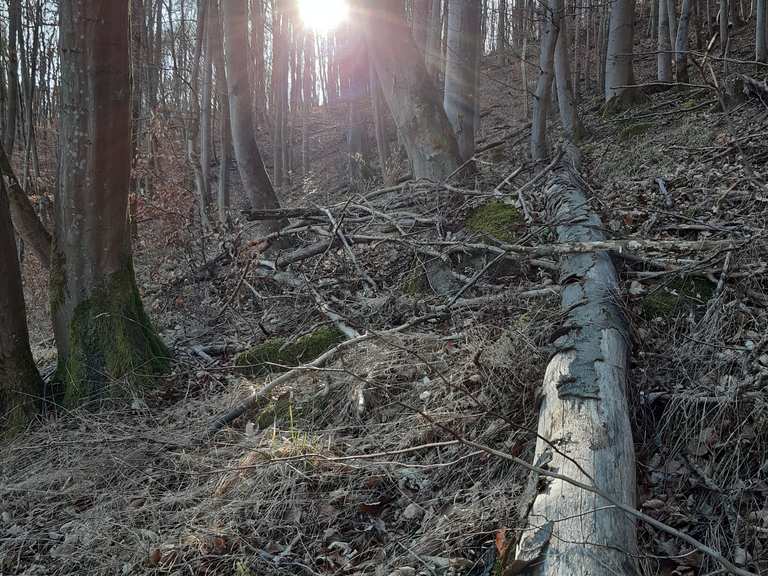 Naturbelassener Waldpfad Wanderungen und Rundwege komoot
