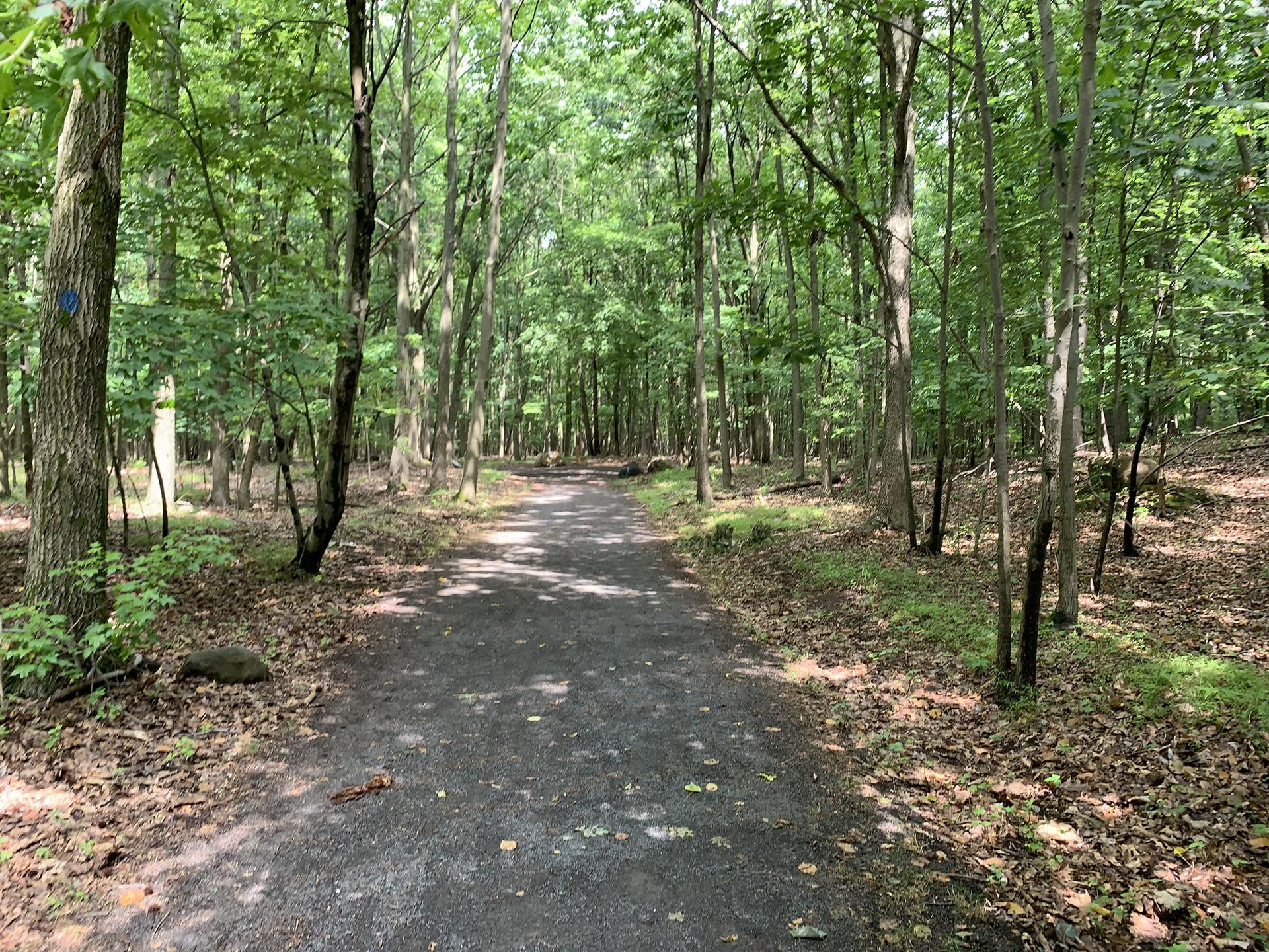 A shaded dirt path winds through a dense green forest with dappled sunlight.